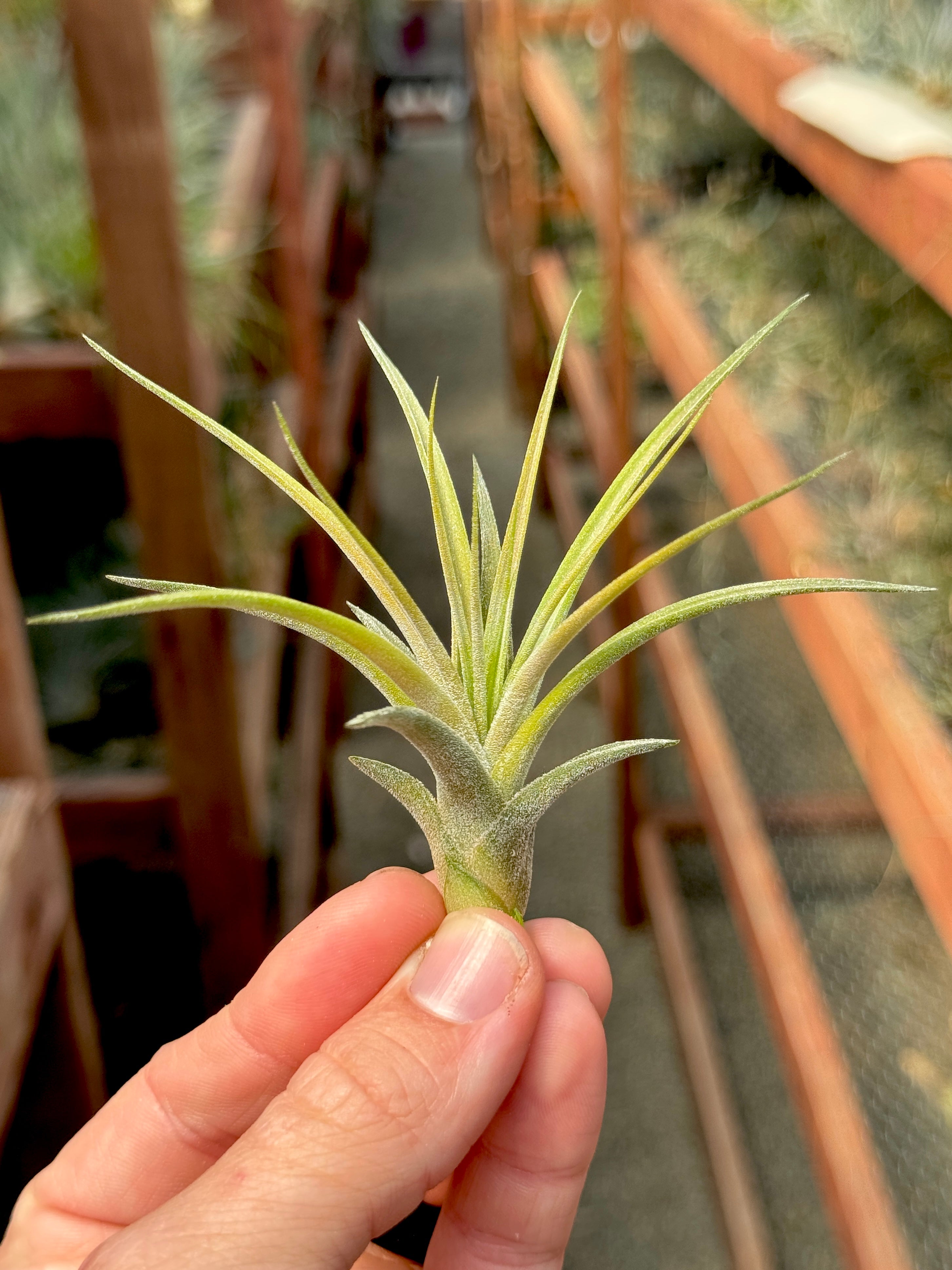 Rectifolia (Ionantha x Schiedeana) – Air Plant Hub