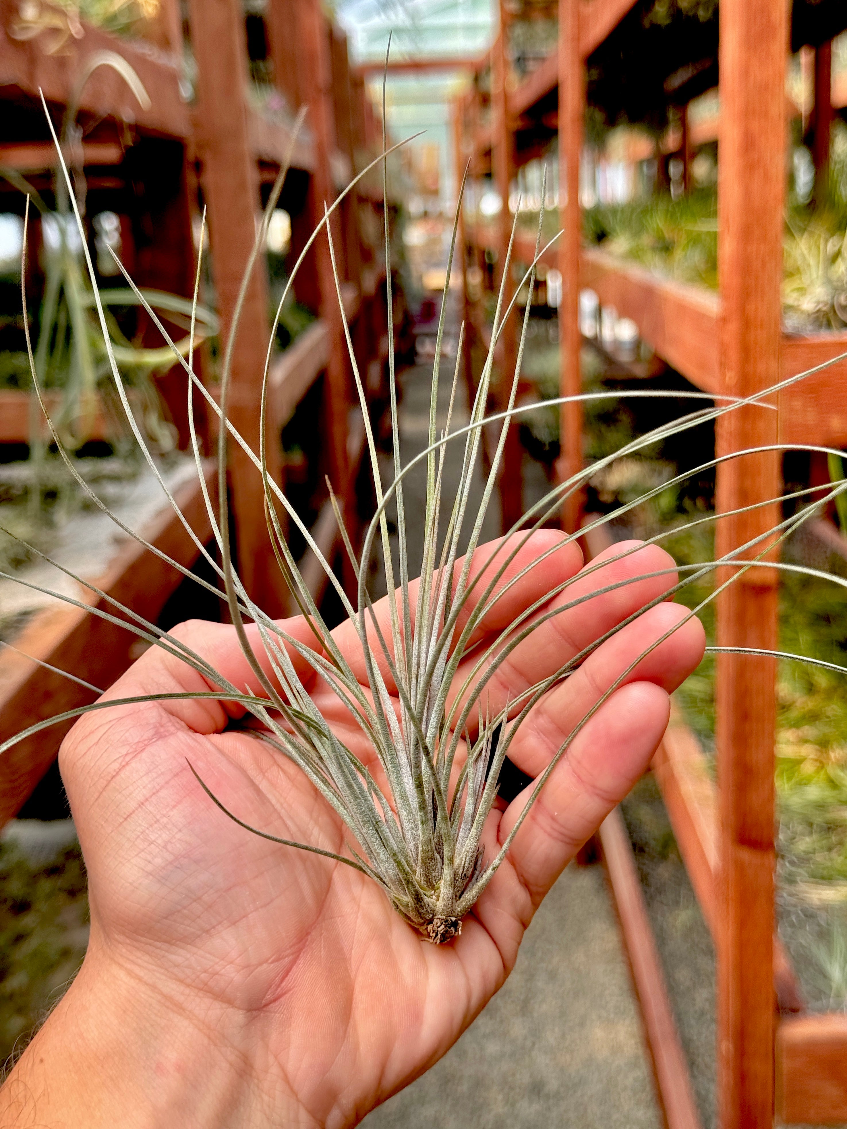 X Floridiana (fasciculata x bartramii)