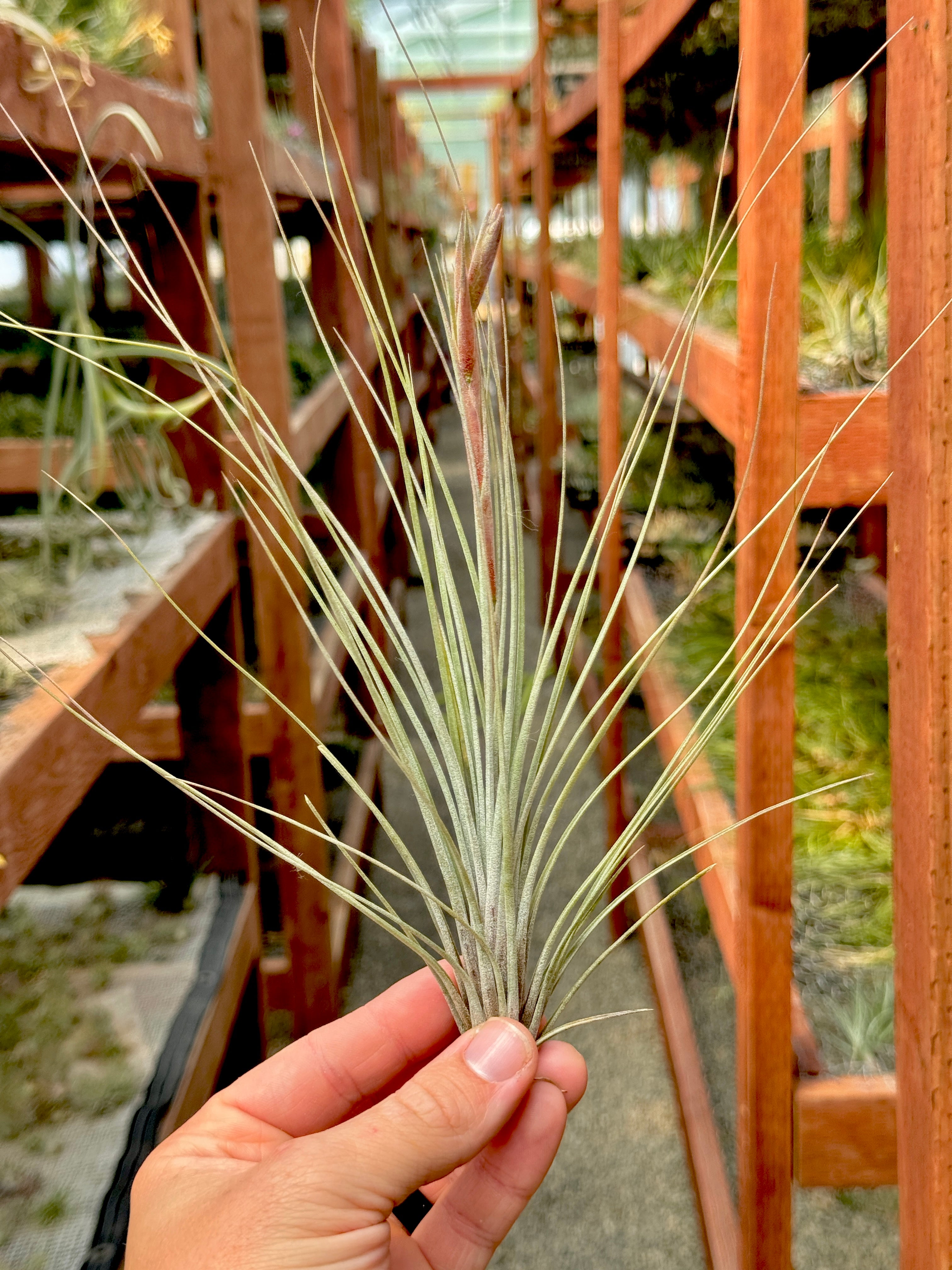 X Floridiana (fasciculata x bartramii) – Air Plant Hub