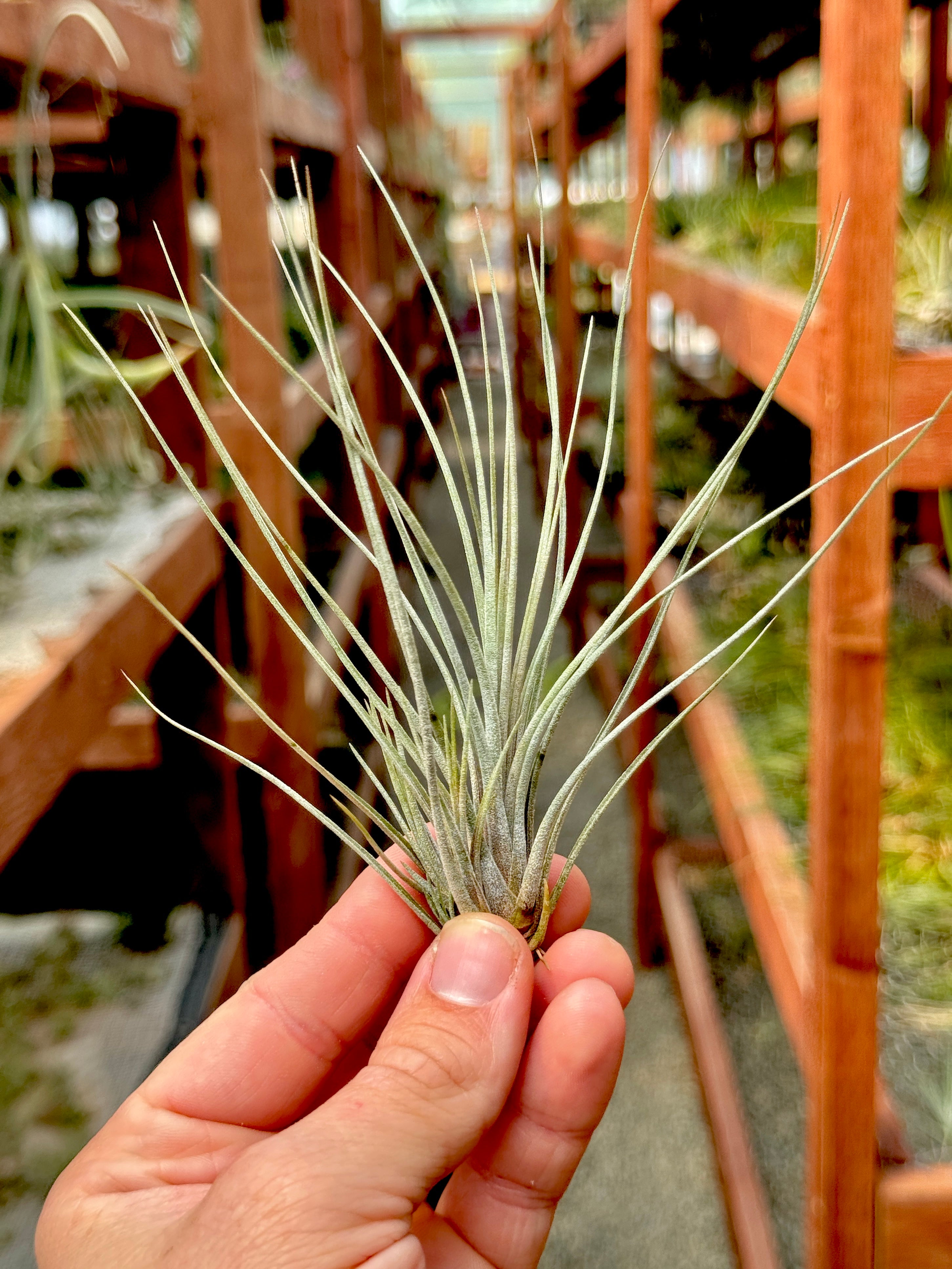X Floridiana (fasciculata x bartramii)