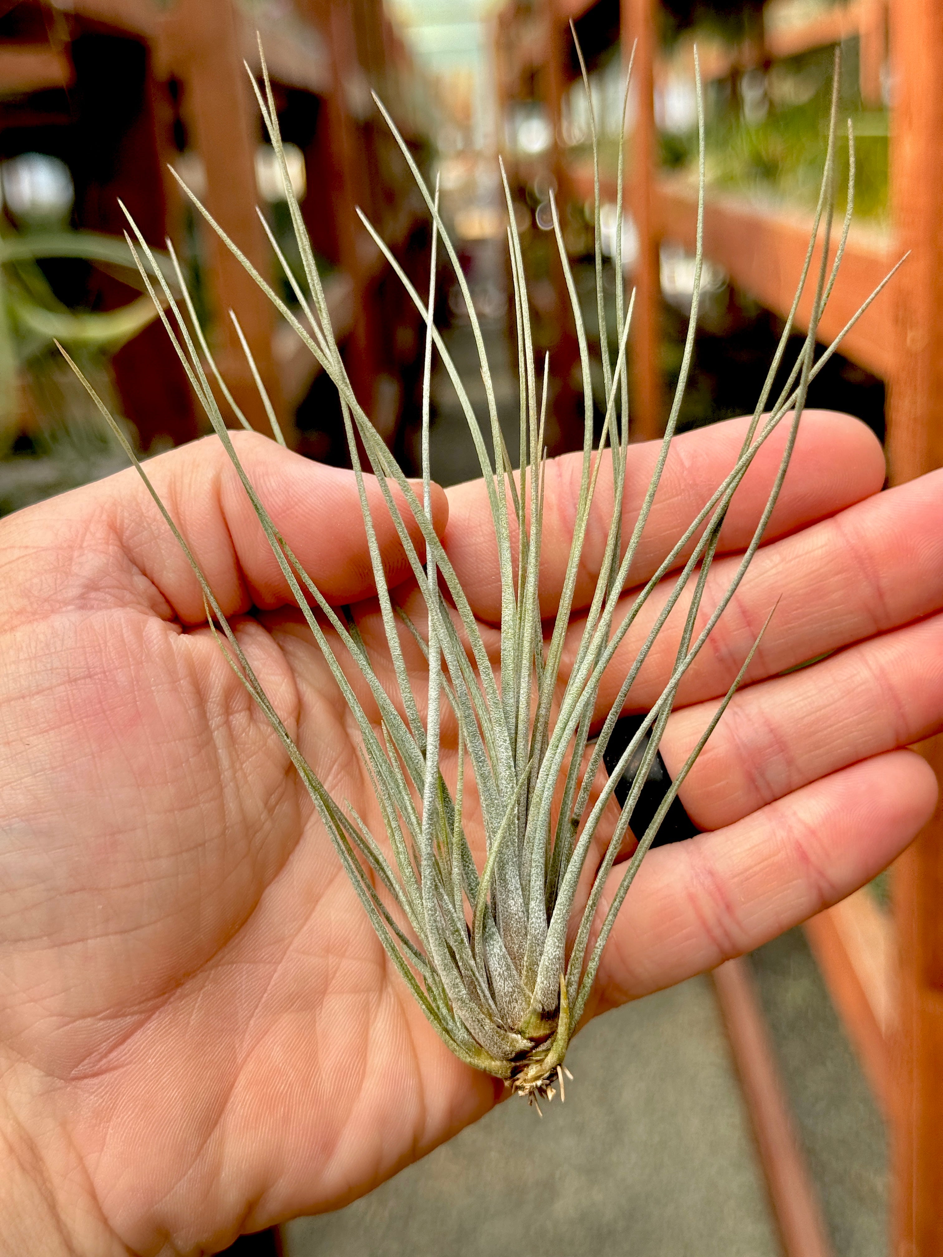 X Floridiana (fasciculata x bartramii)