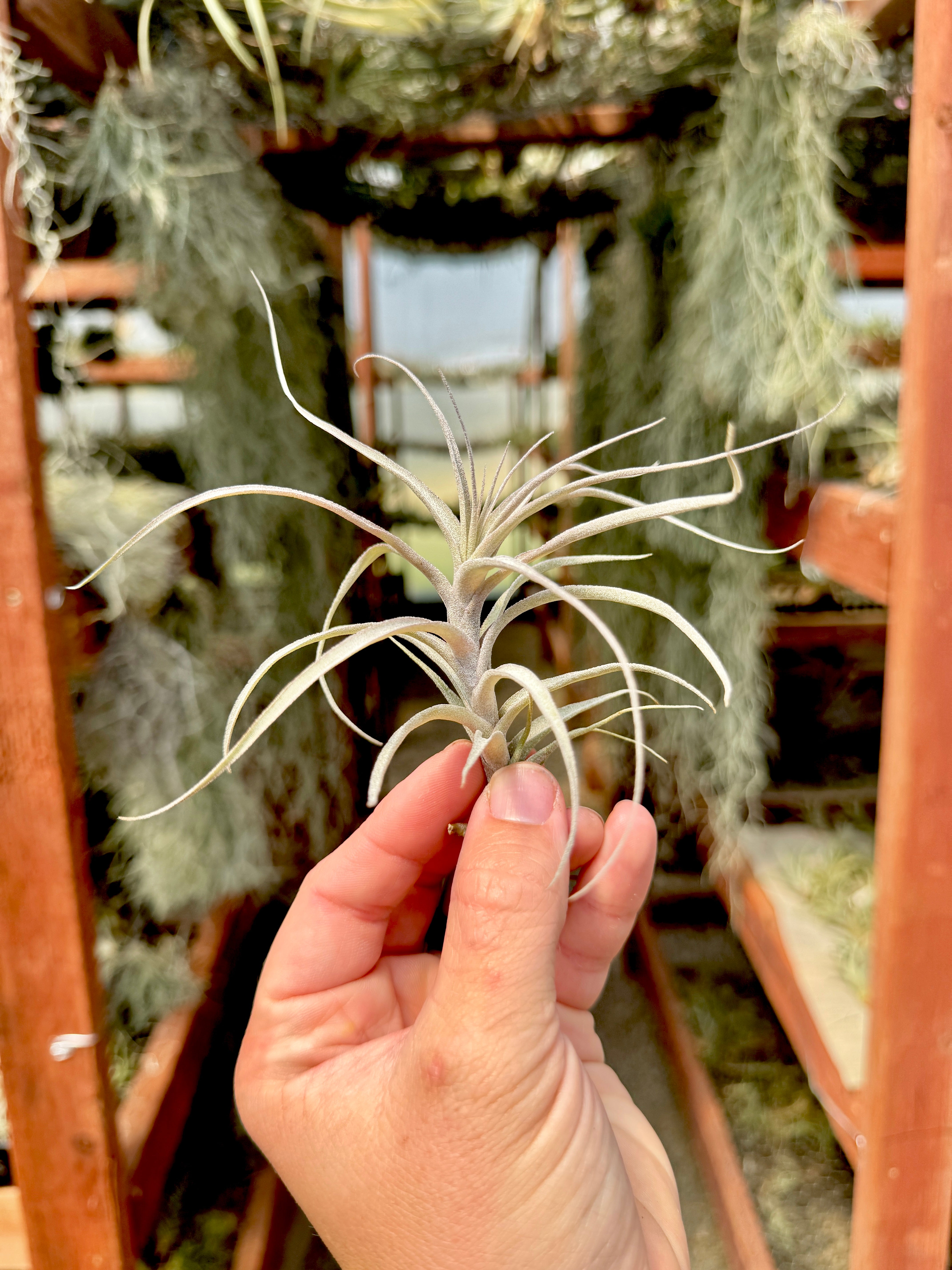Incarnata