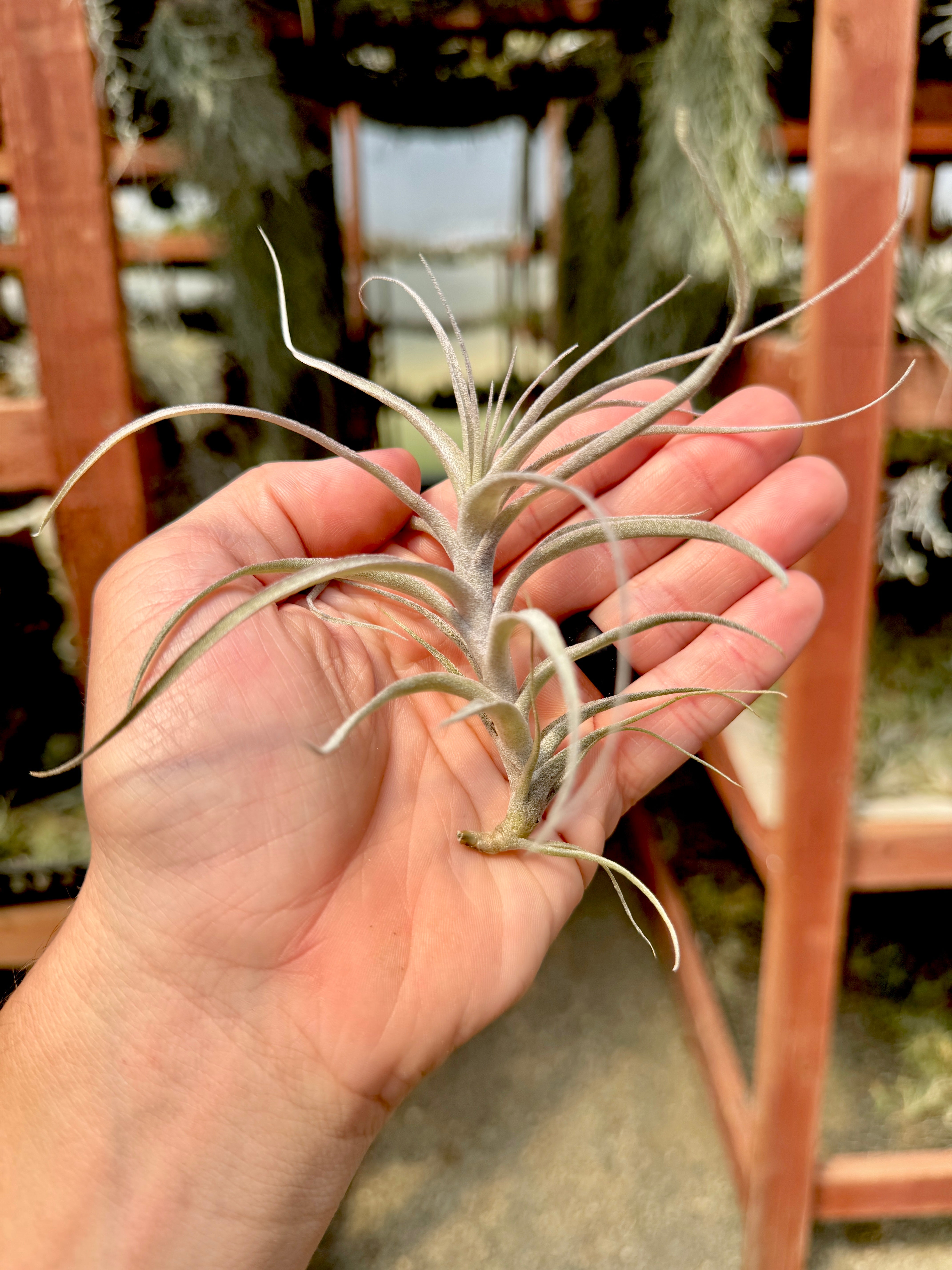 Incarnata