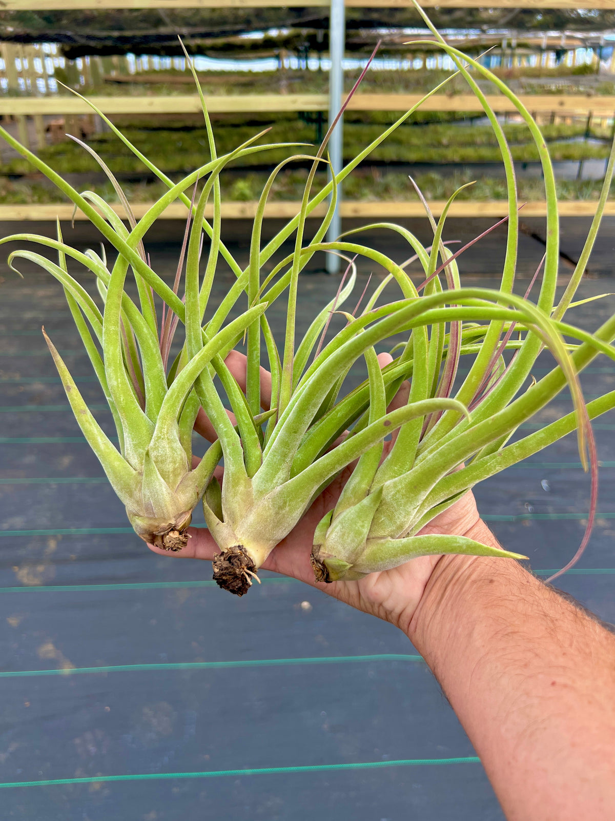 Sister Theresa <br> (Intermedia x Caput Medusae)
