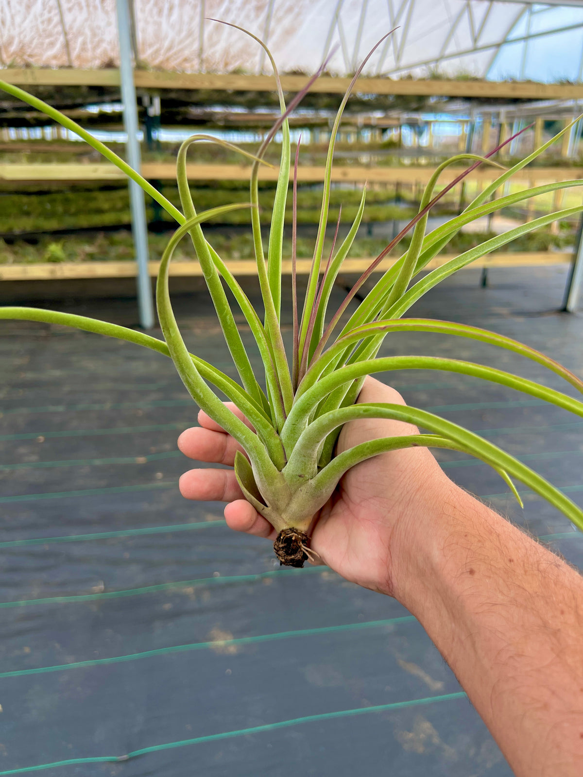 Sister Theresa <br> (Intermedia x Caput Medusae)