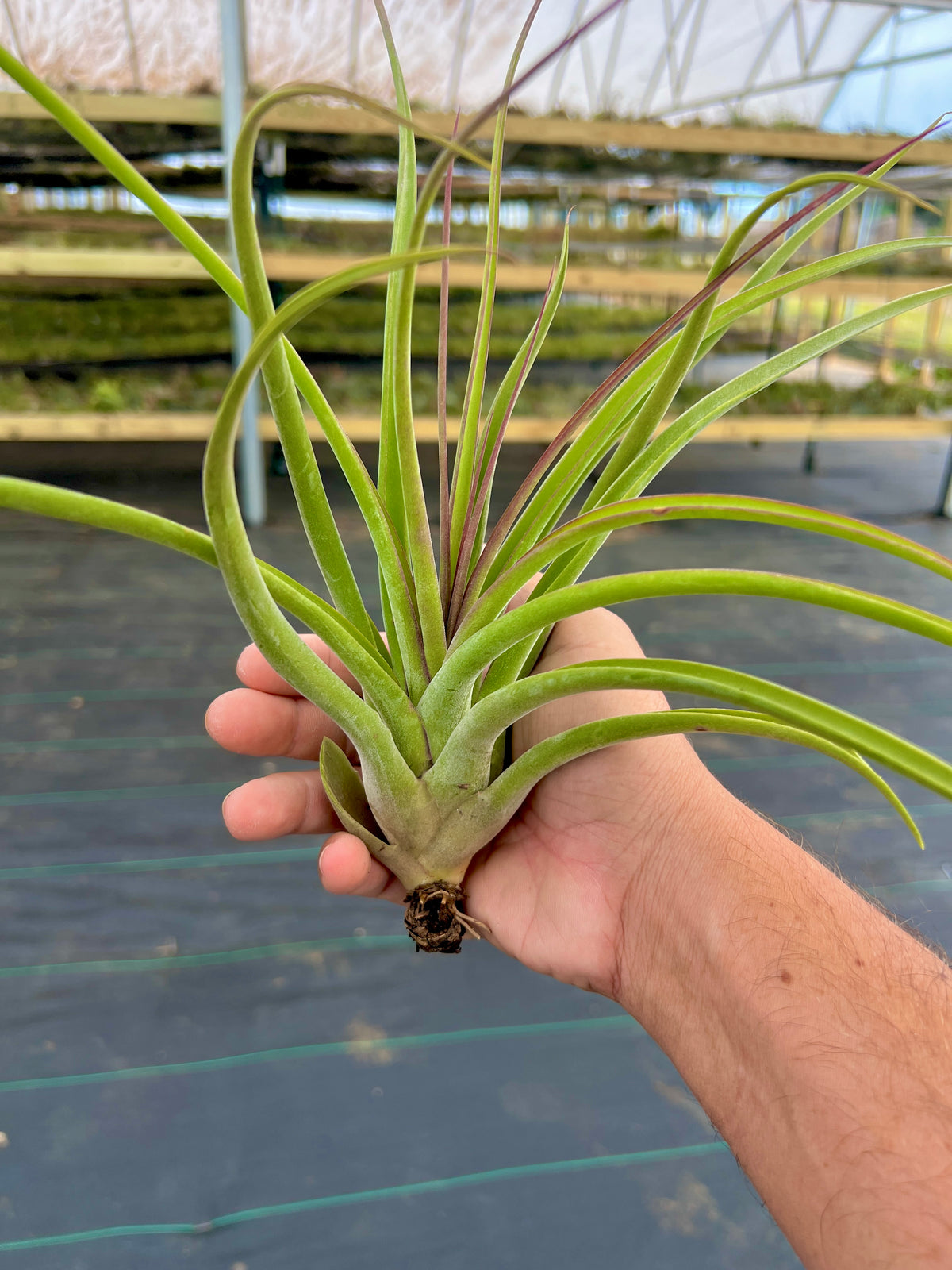 Sister Theresa <br> (Intermedia x Caput Medusae)