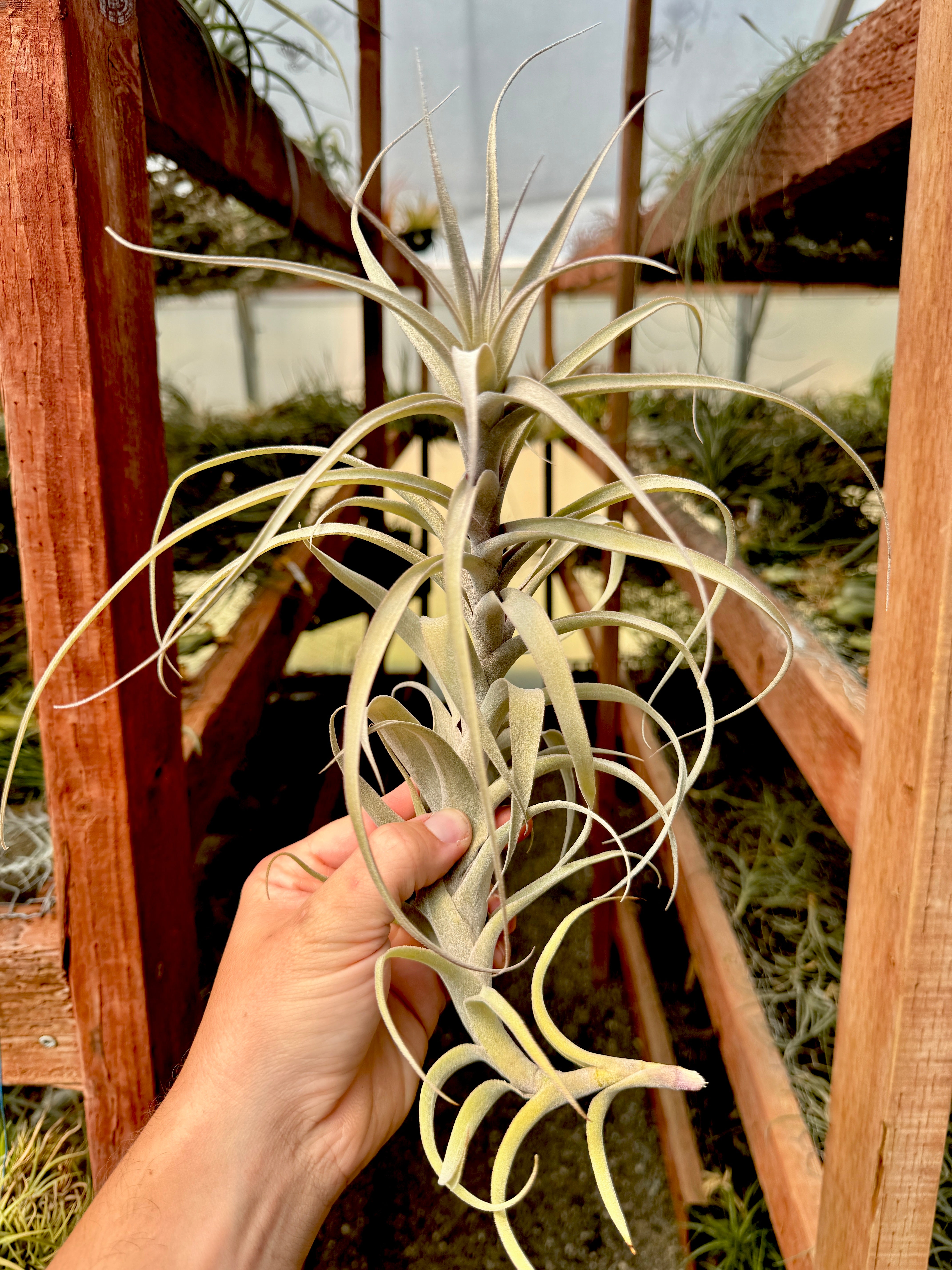 Incarnata