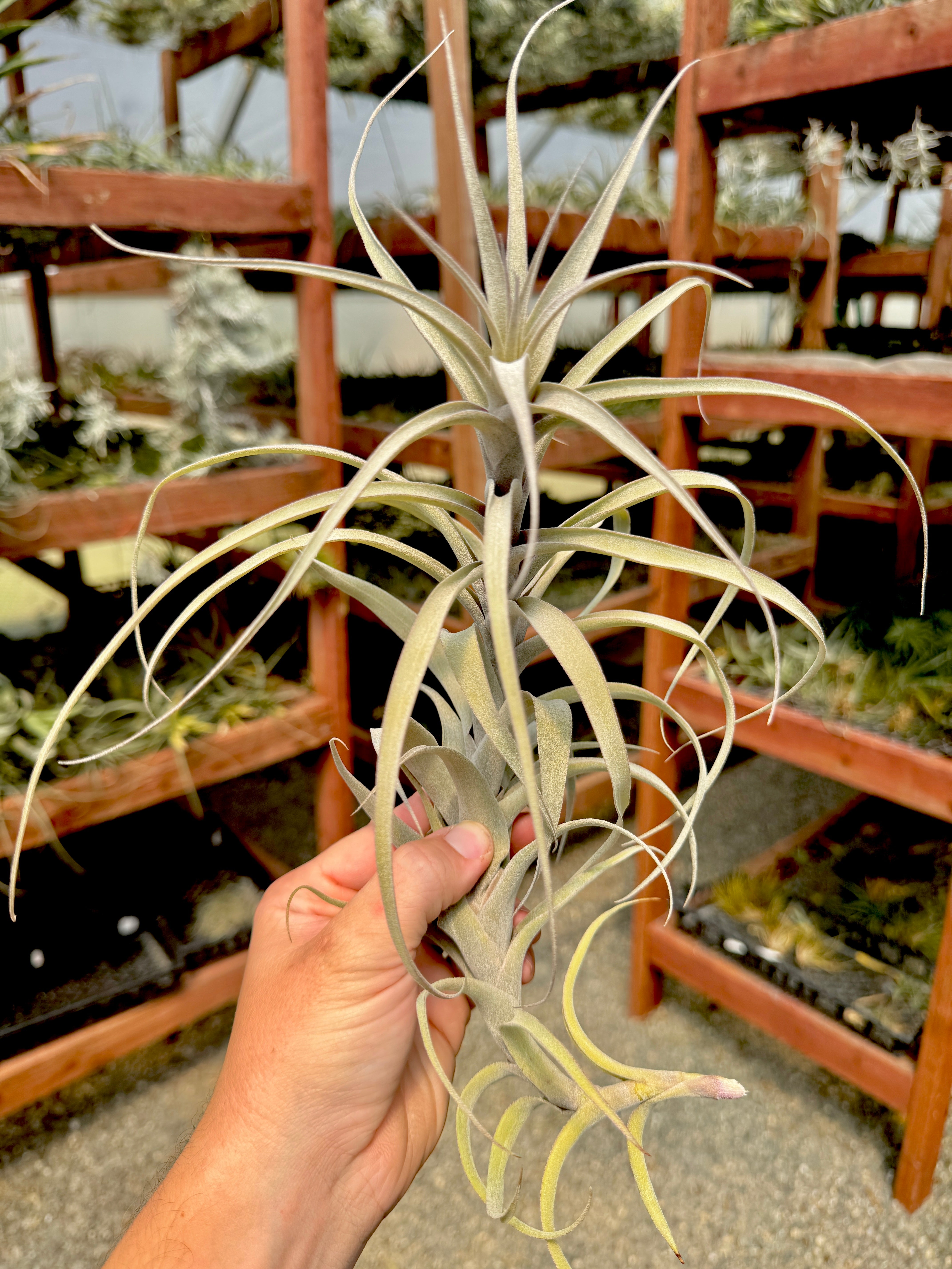 Incarnata