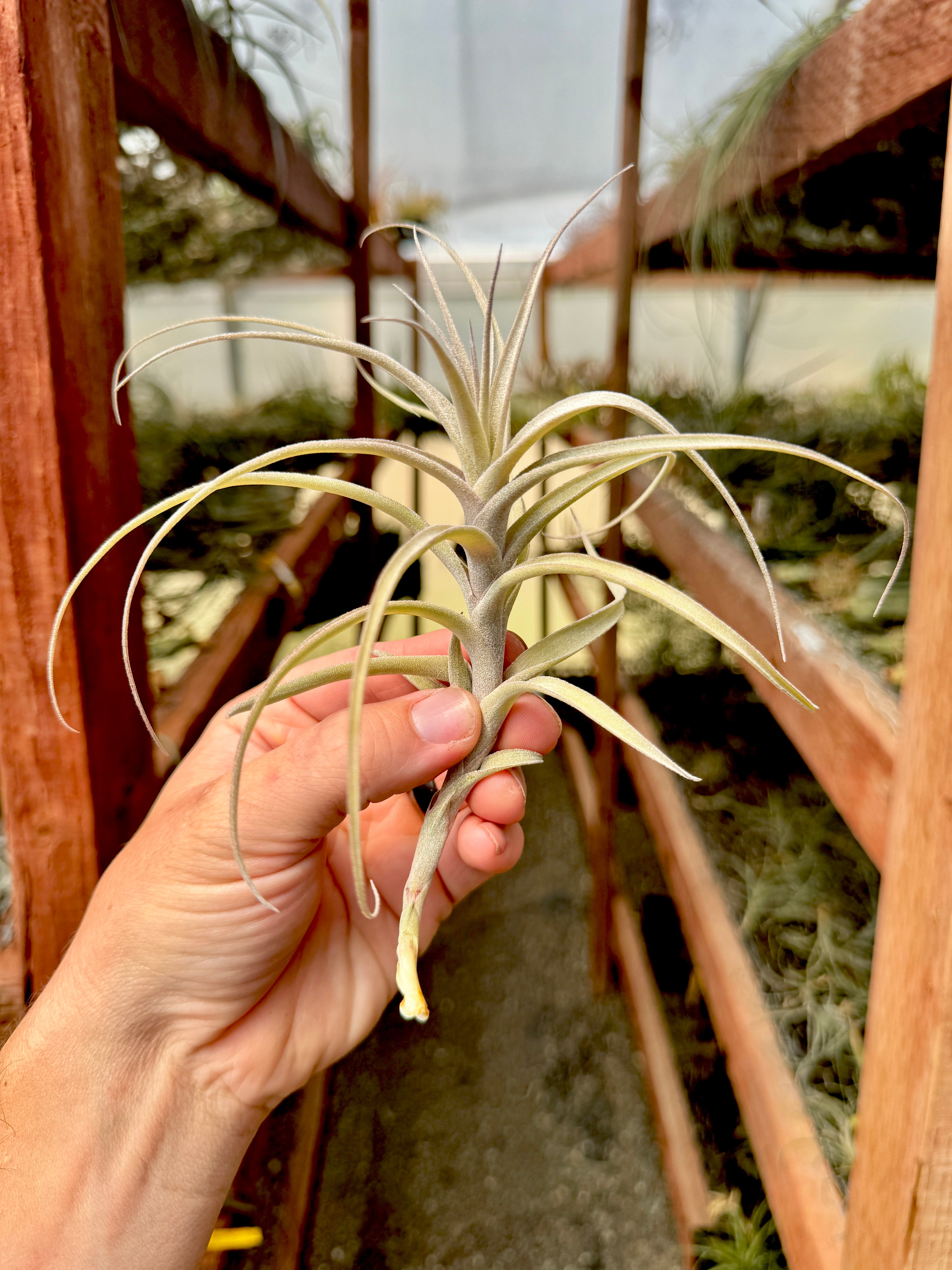 Incarnata