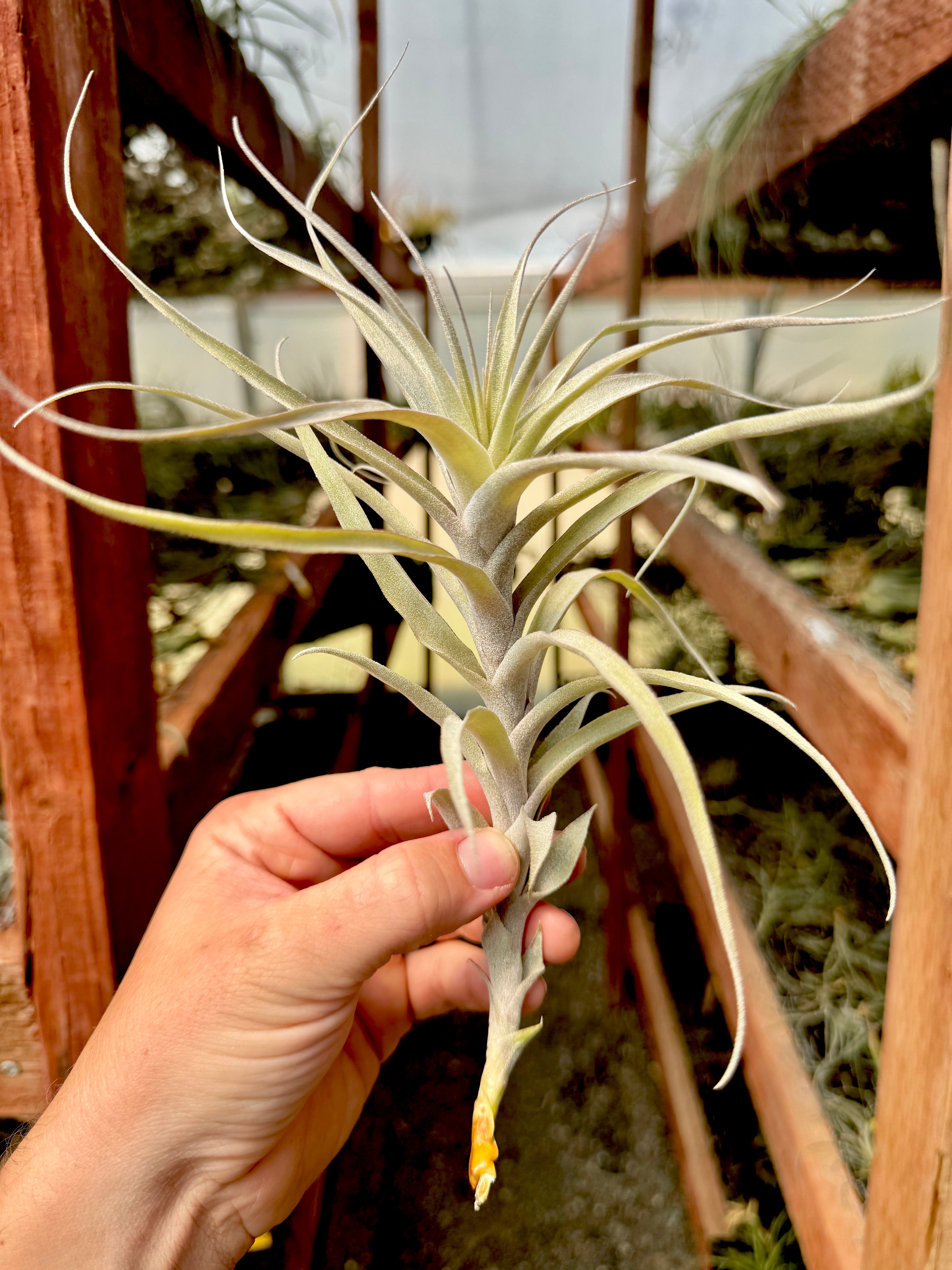 Incarnata