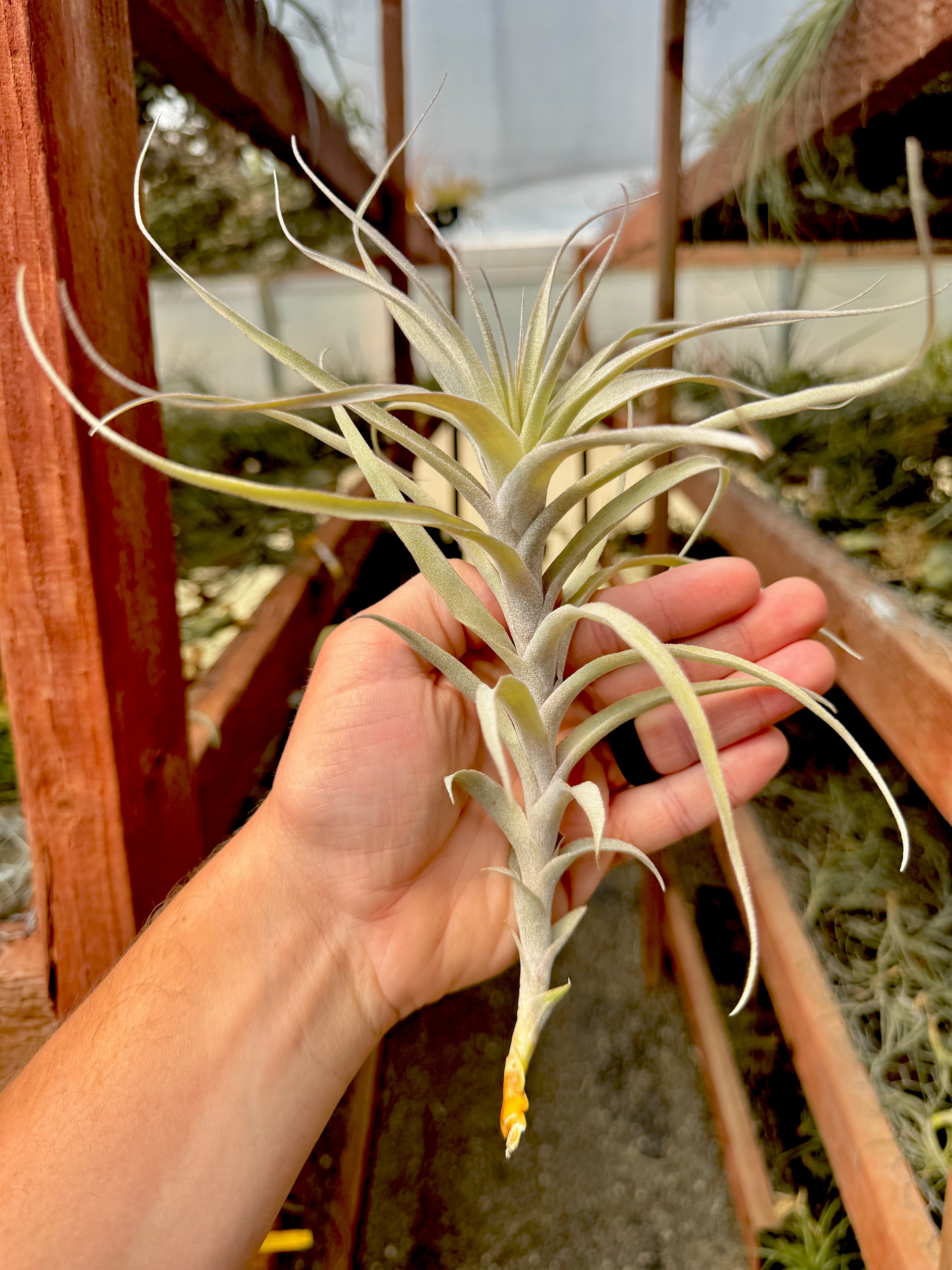 Incarnata