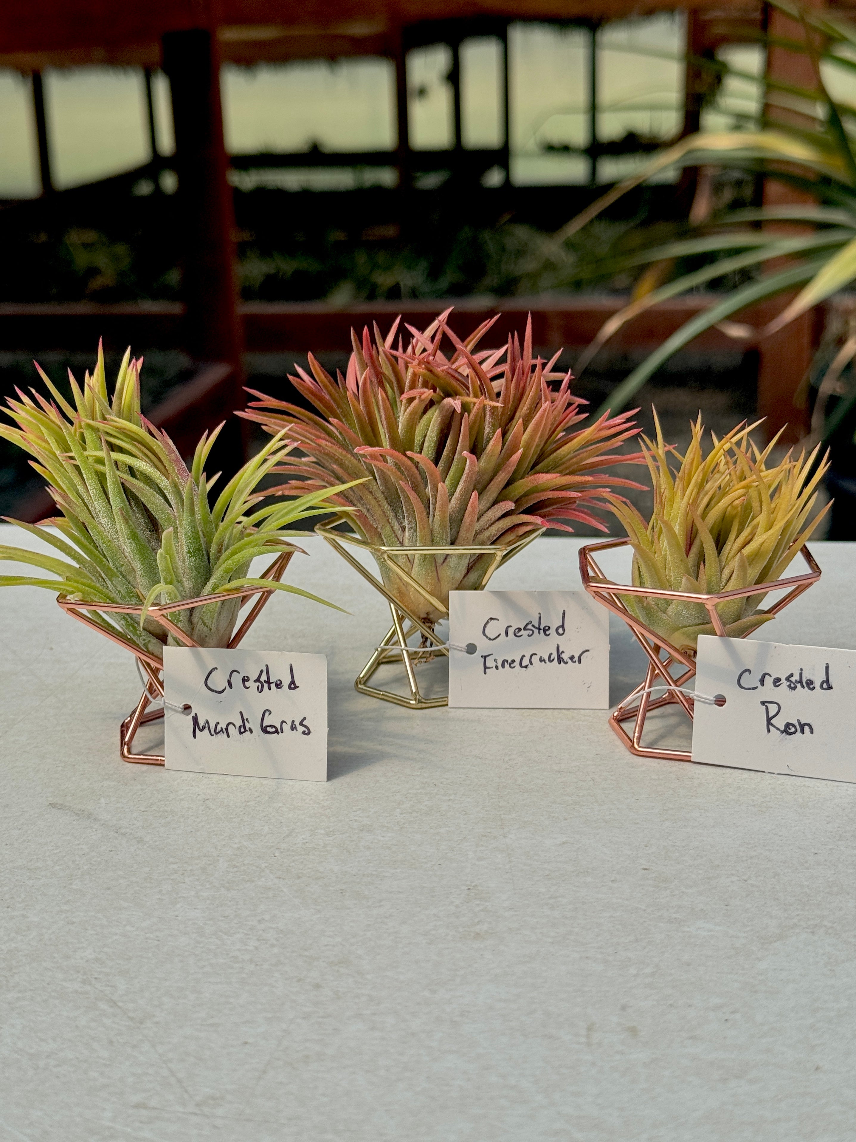 Rare / Premium Ionantha Selections Pt. 2 <br> (Exact Plant Pictured) <br>*NEW Plants Added 5/07/26*
