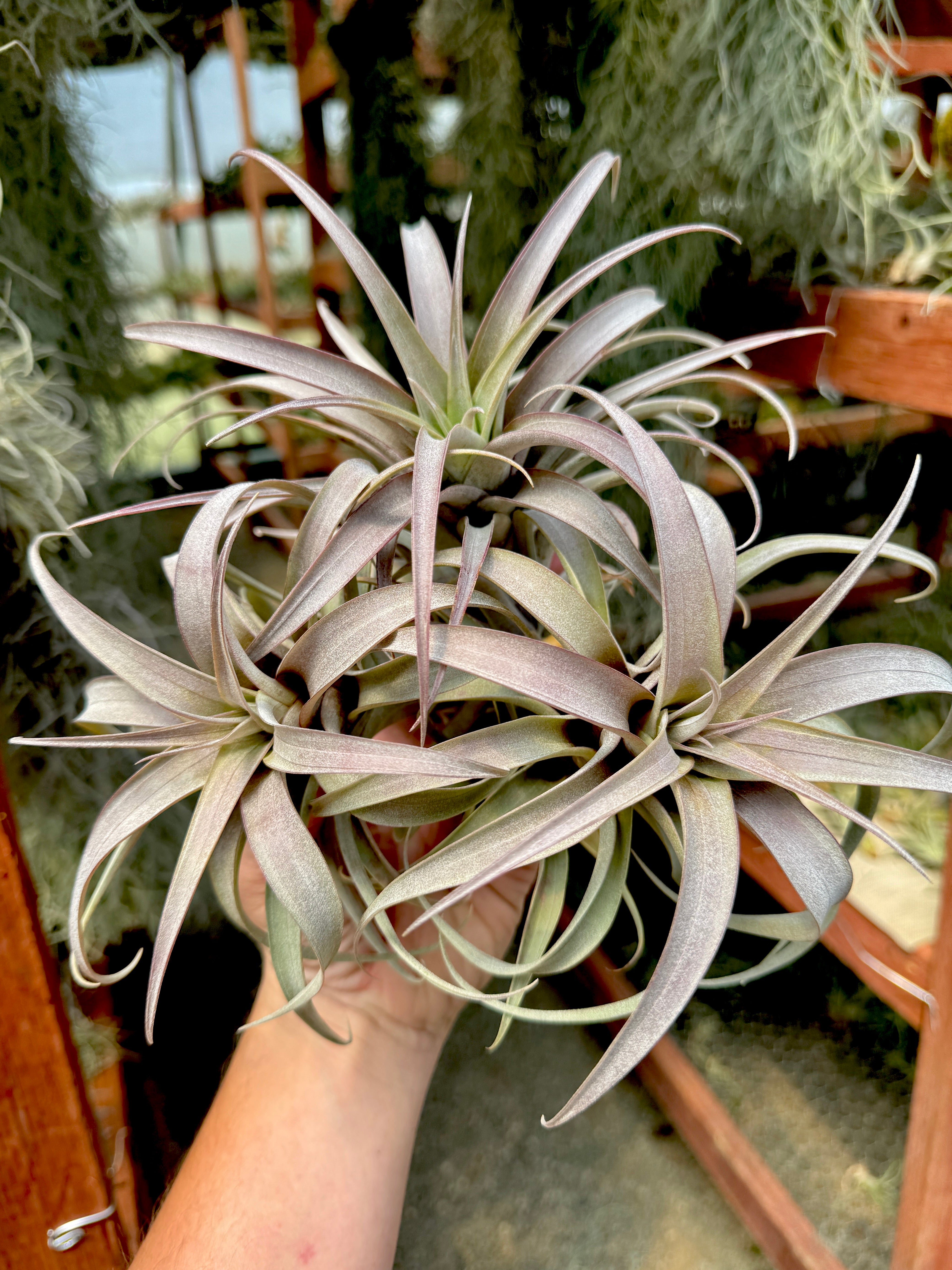Roseoscapa Curly Premium *Exact Plants Pictured*