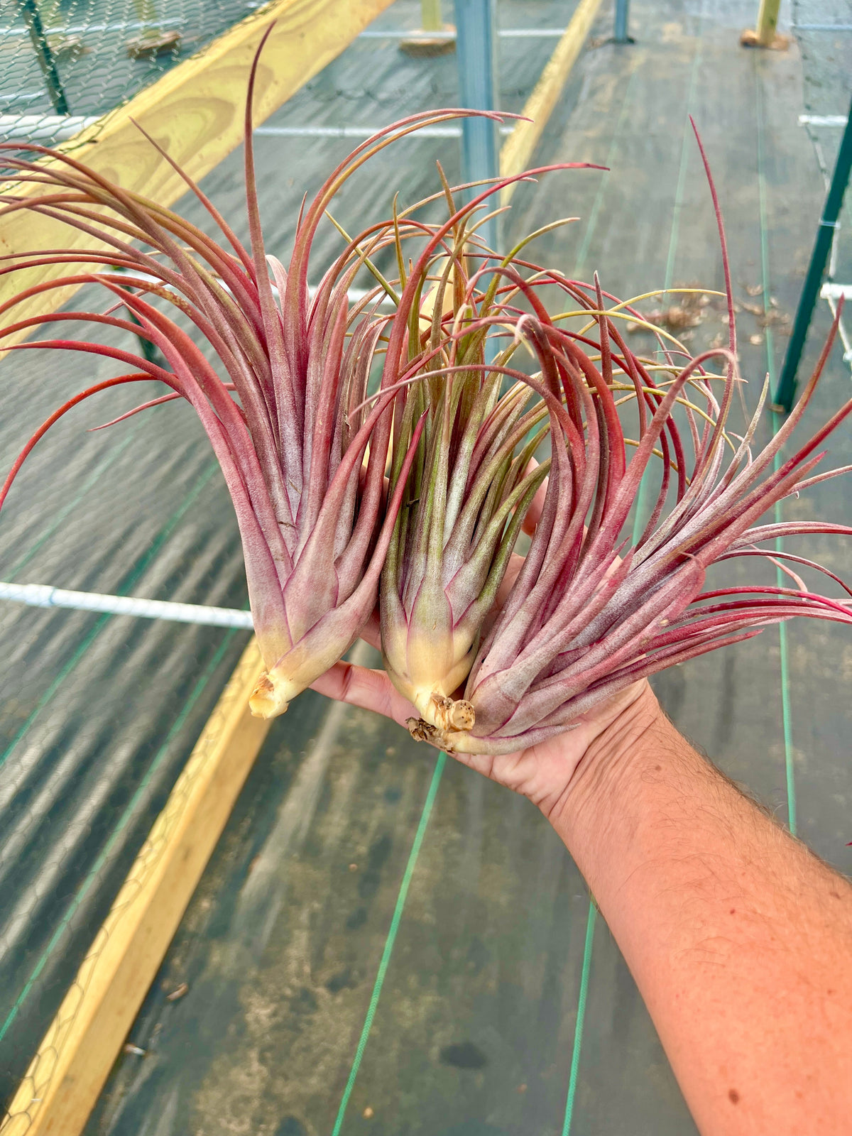 Timm’s Outburst <br> (Capitata Domingensis x Ionantha Fuego)