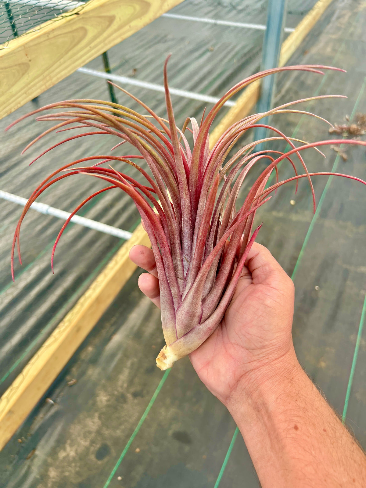 Timm’s Outburst <br> (Capitata Domingensis x Ionantha Fuego)