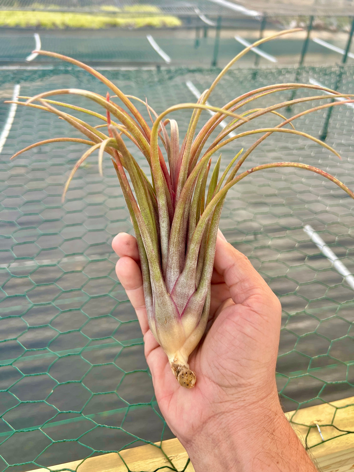 Timm’s Outburst <br> (Capitata Domingensis x Ionantha Fuego)