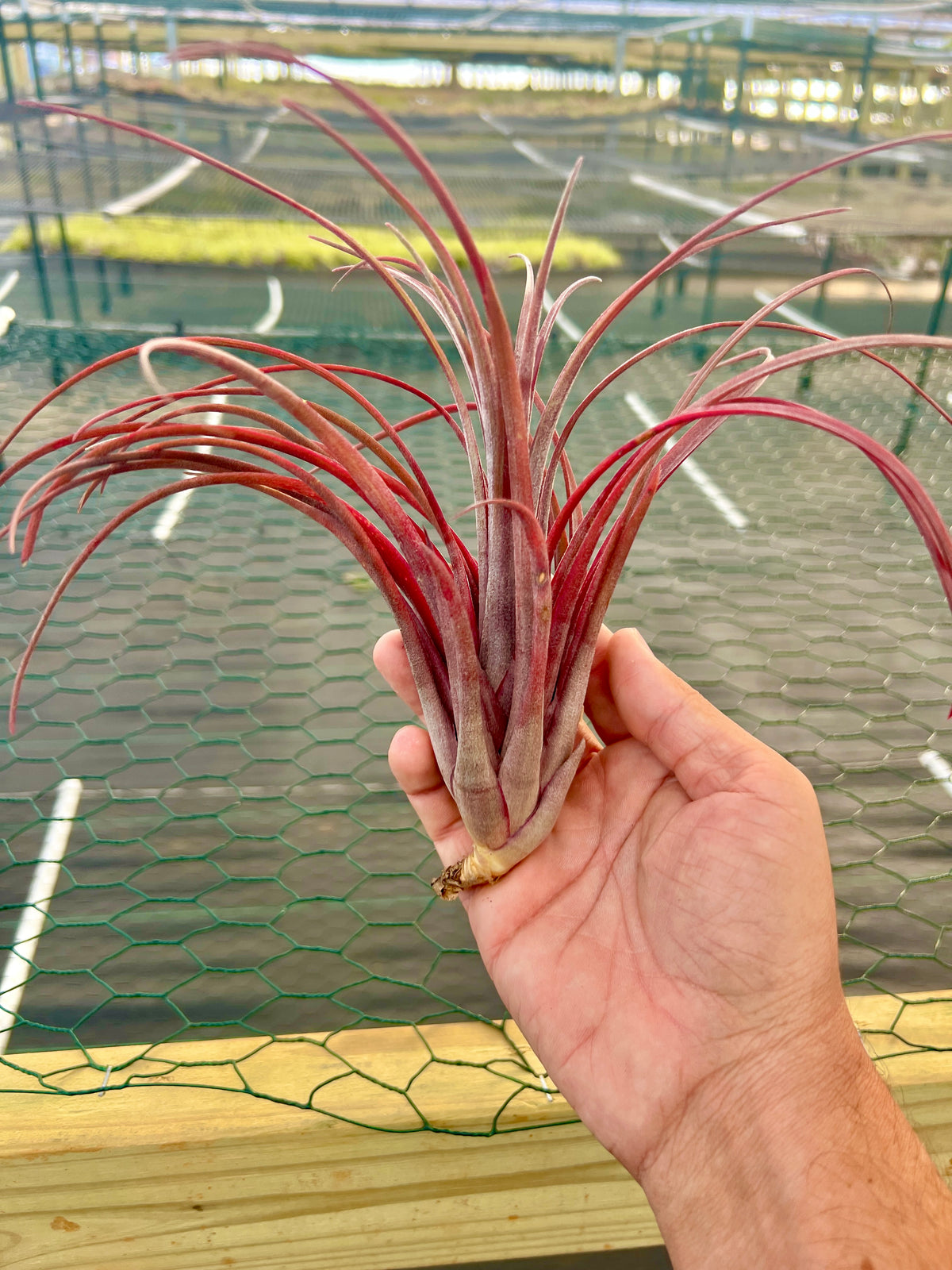Timm’s Outburst <br> (Capitata Domingensis x Ionantha Fuego)
