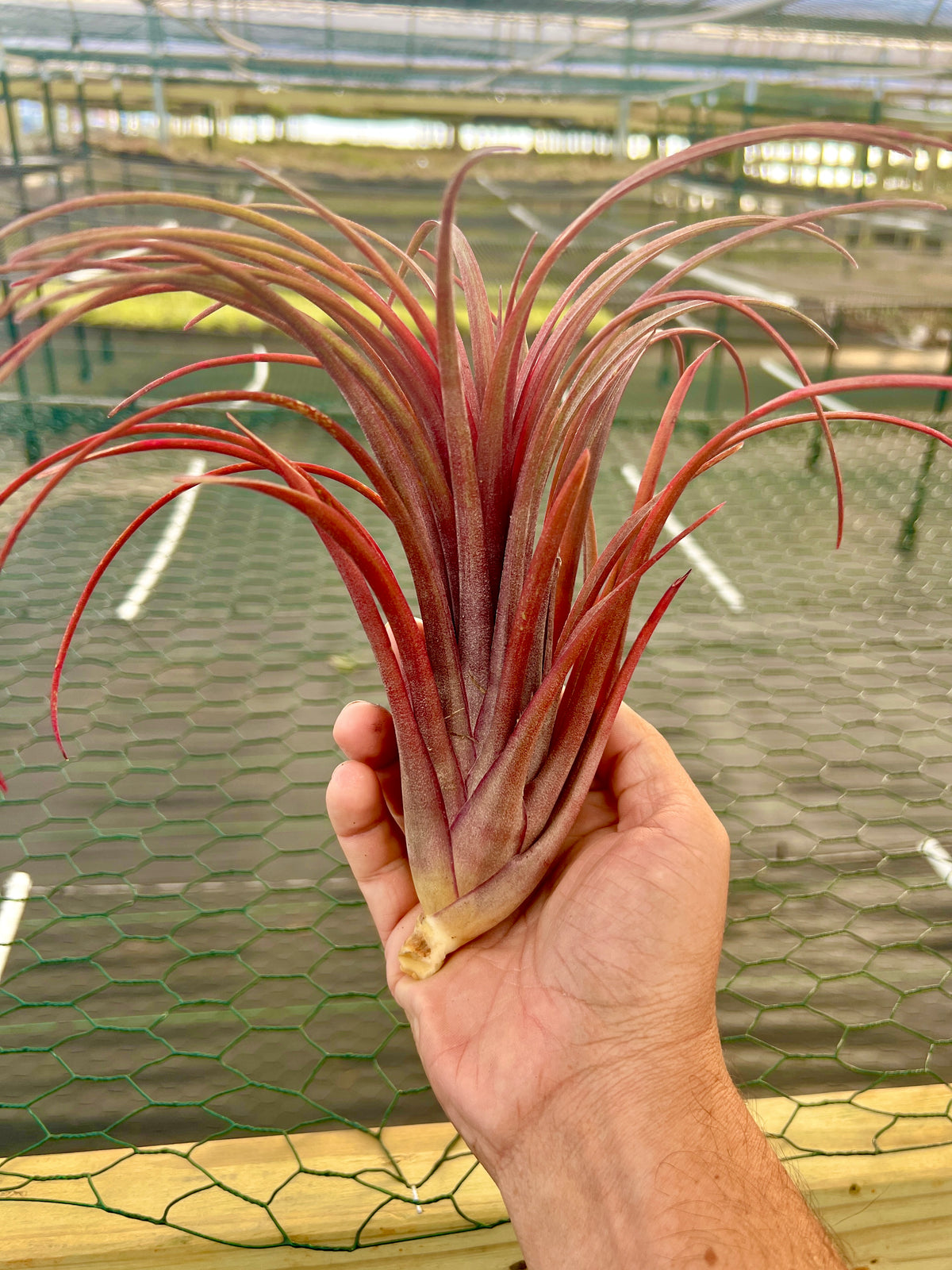 Timm’s Outburst <br> (Capitata Domingensis x Ionantha Fuego)