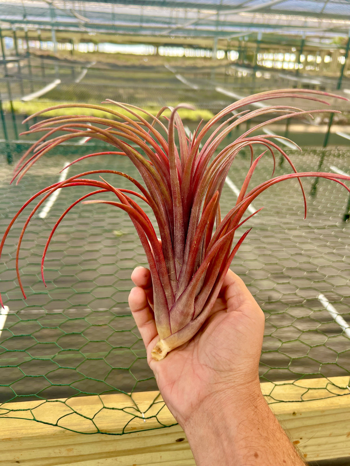 Timm’s Outburst <br> (Capitata Domingensis x Ionantha Fuego)
