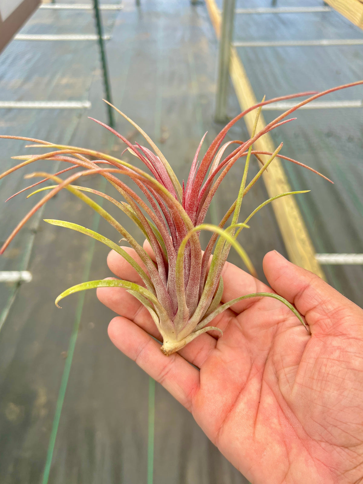 Timm’s Outburst <br> (Capitata Domingensis x Ionantha Fuego)