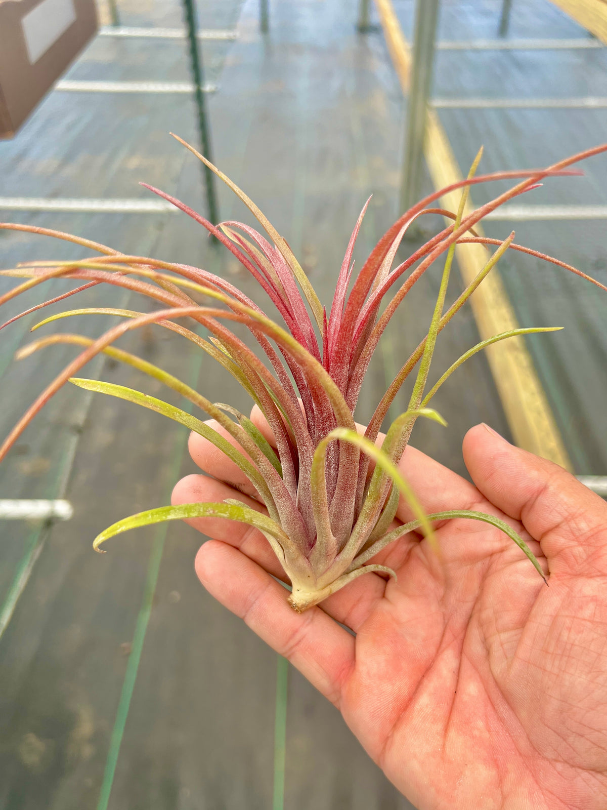 Timm’s Outburst <br> (Capitata Domingensis x Ionantha Fuego)