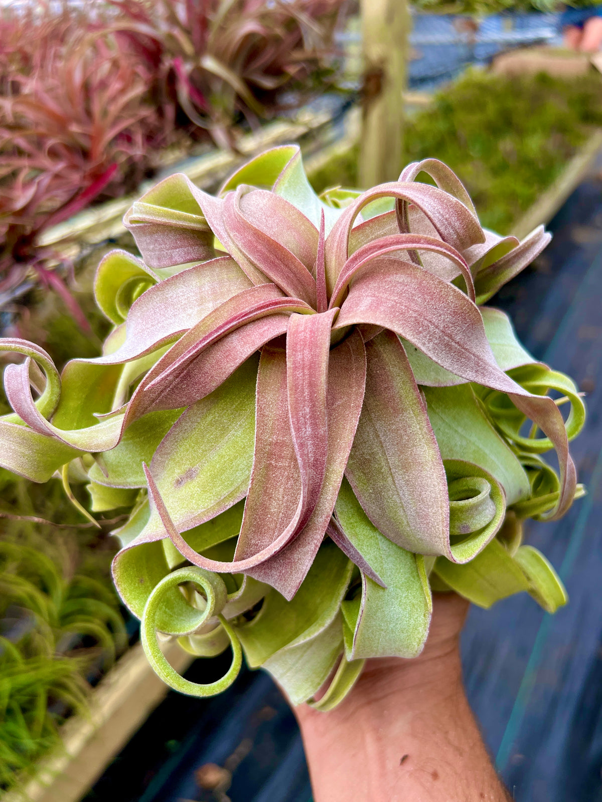 Red Robin <br> (Strepto ‘Red’ Belize x Strepto ‘Red’)