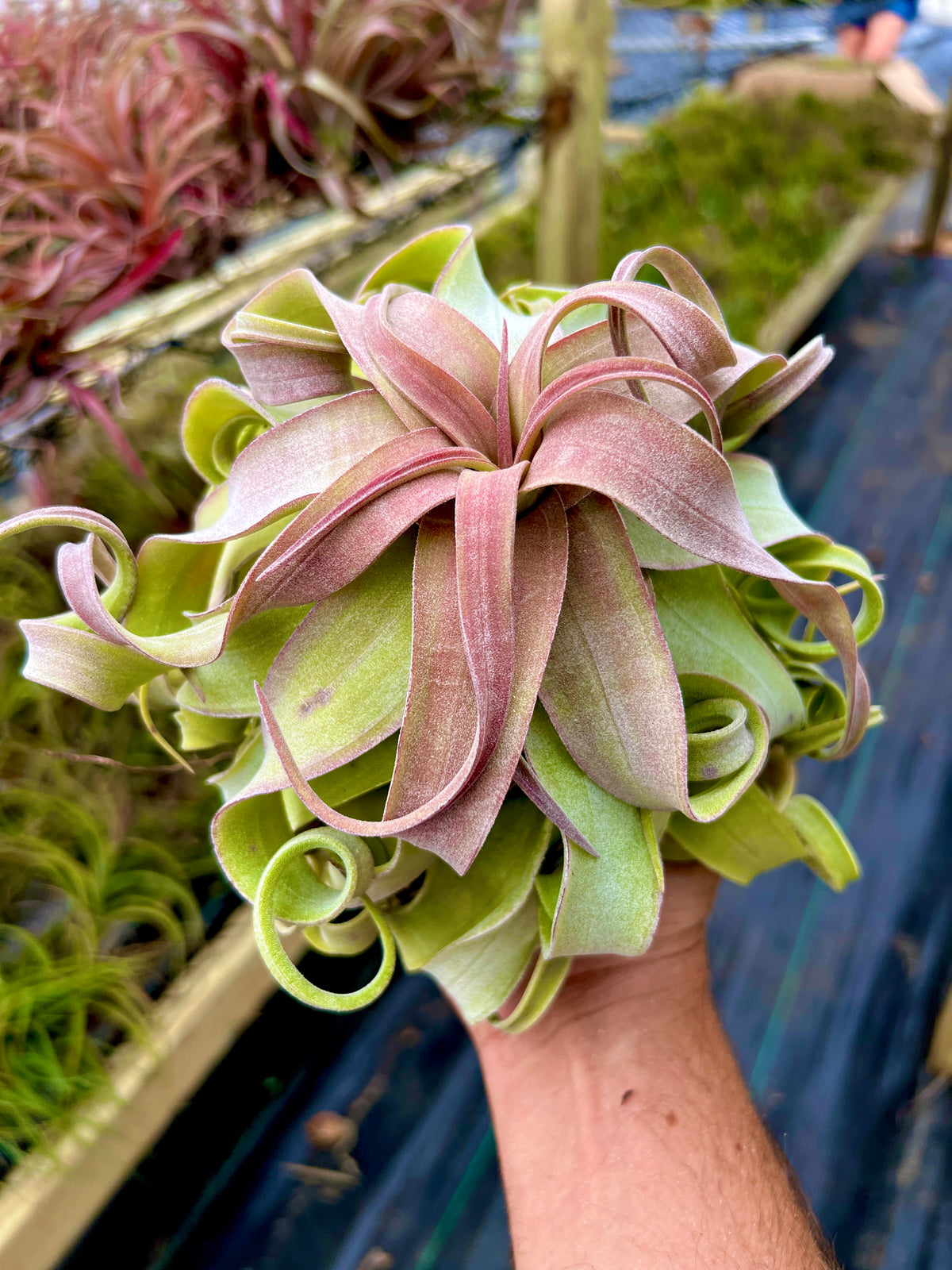 Red Robin <br> (Strepto ‘Red’ Belize x Strepto ‘Red’)