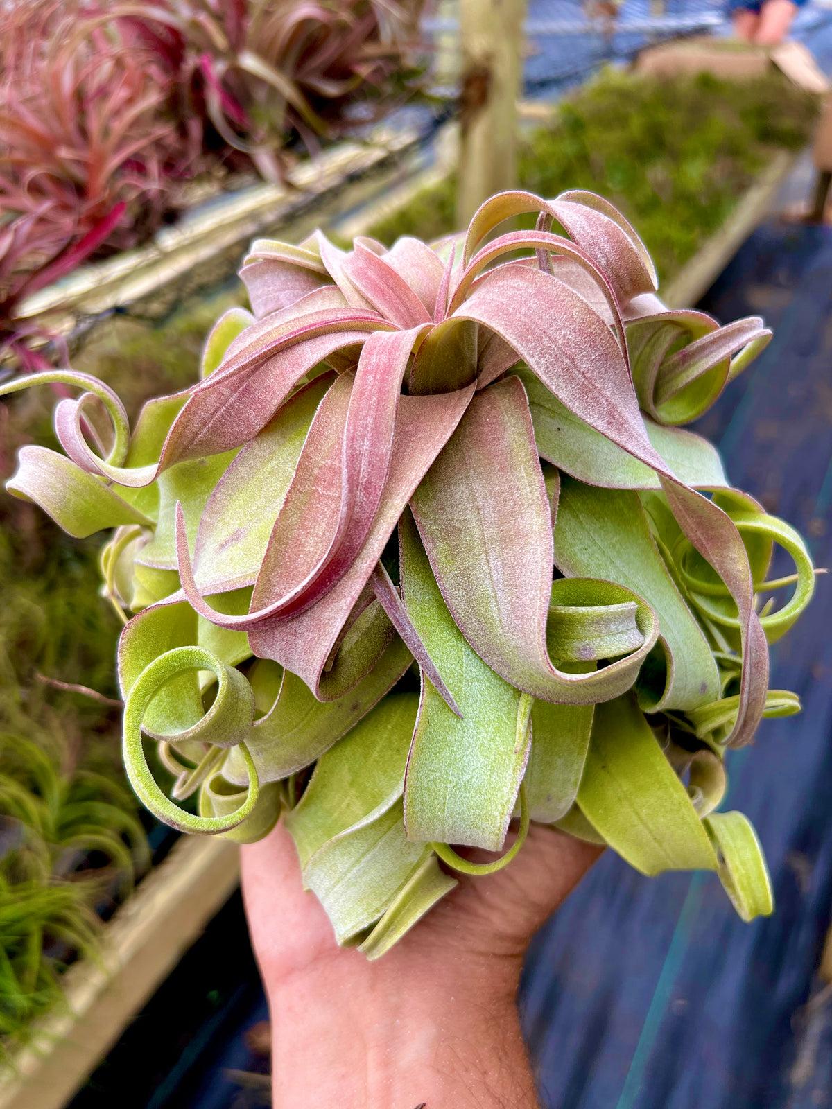 Red Robin <br> (Strepto ‘Red’ Belize x Strepto ‘Red’)