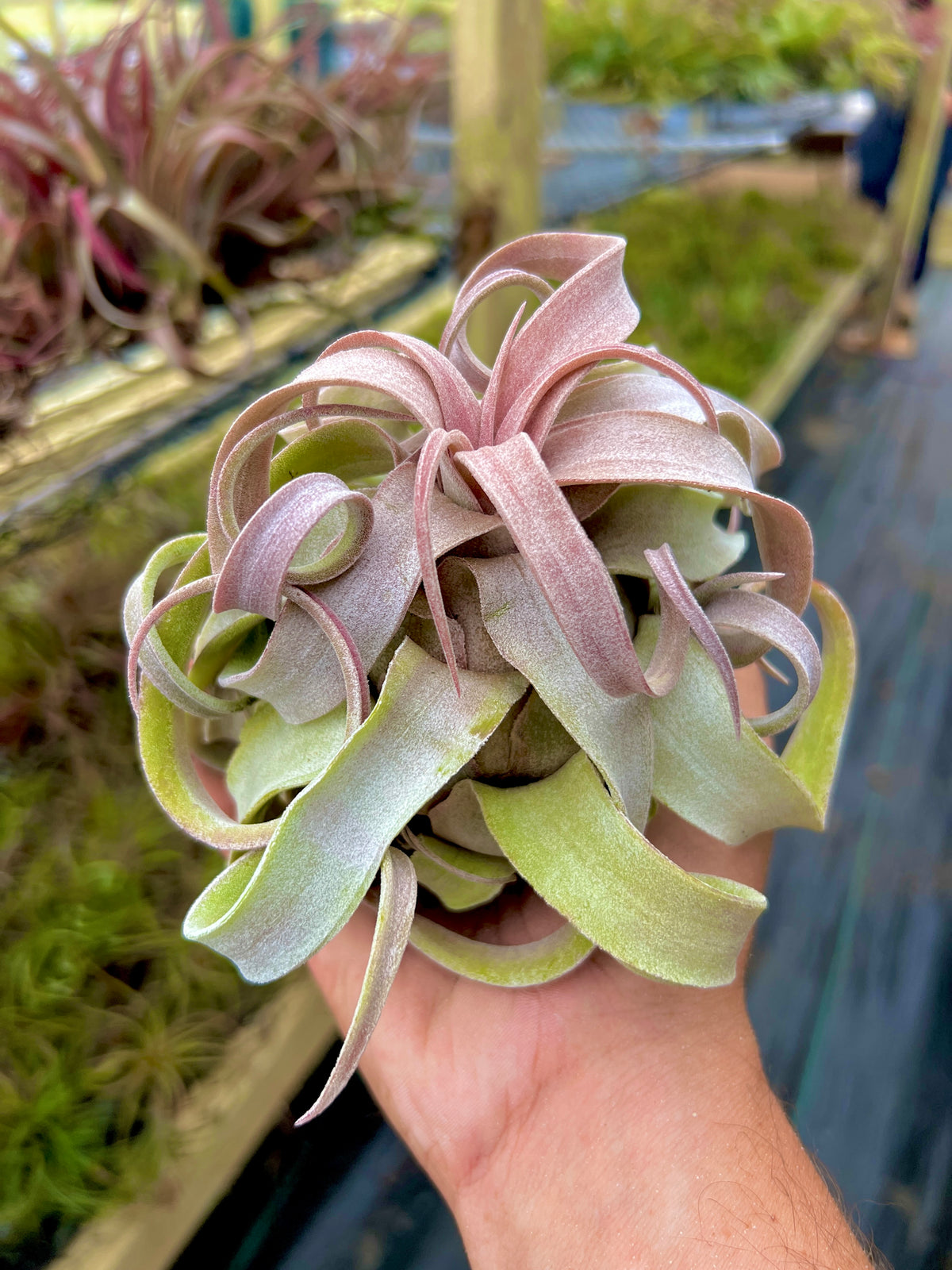 Red Robin <br> (Strepto ‘Red’ Belize x Strepto ‘Red’)