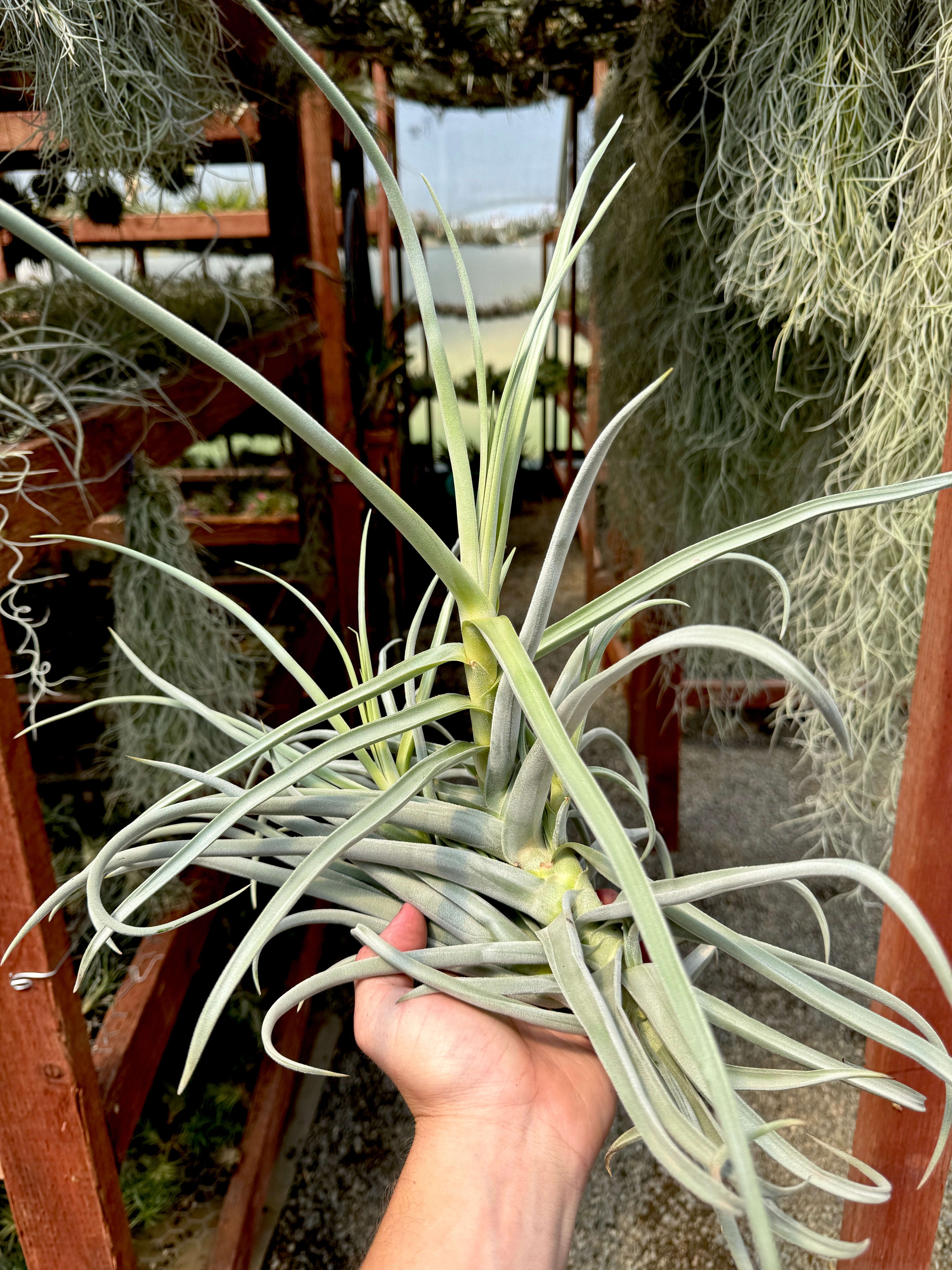 コレクターズスペシャル(2018/11/23更新) – Air Plant Hub