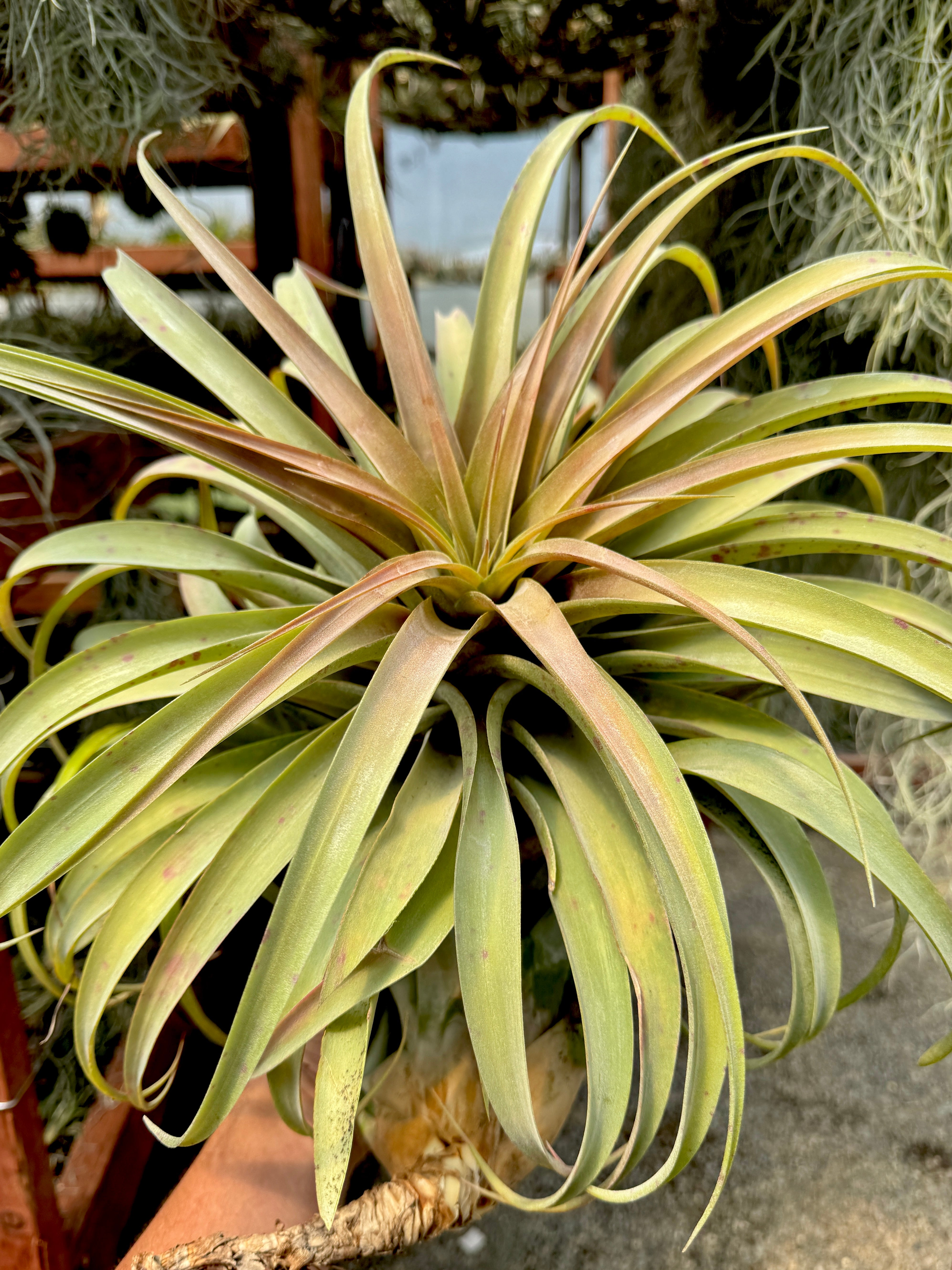 コレクターズスペシャル(2018/11/23更新) – Air Plant Hub