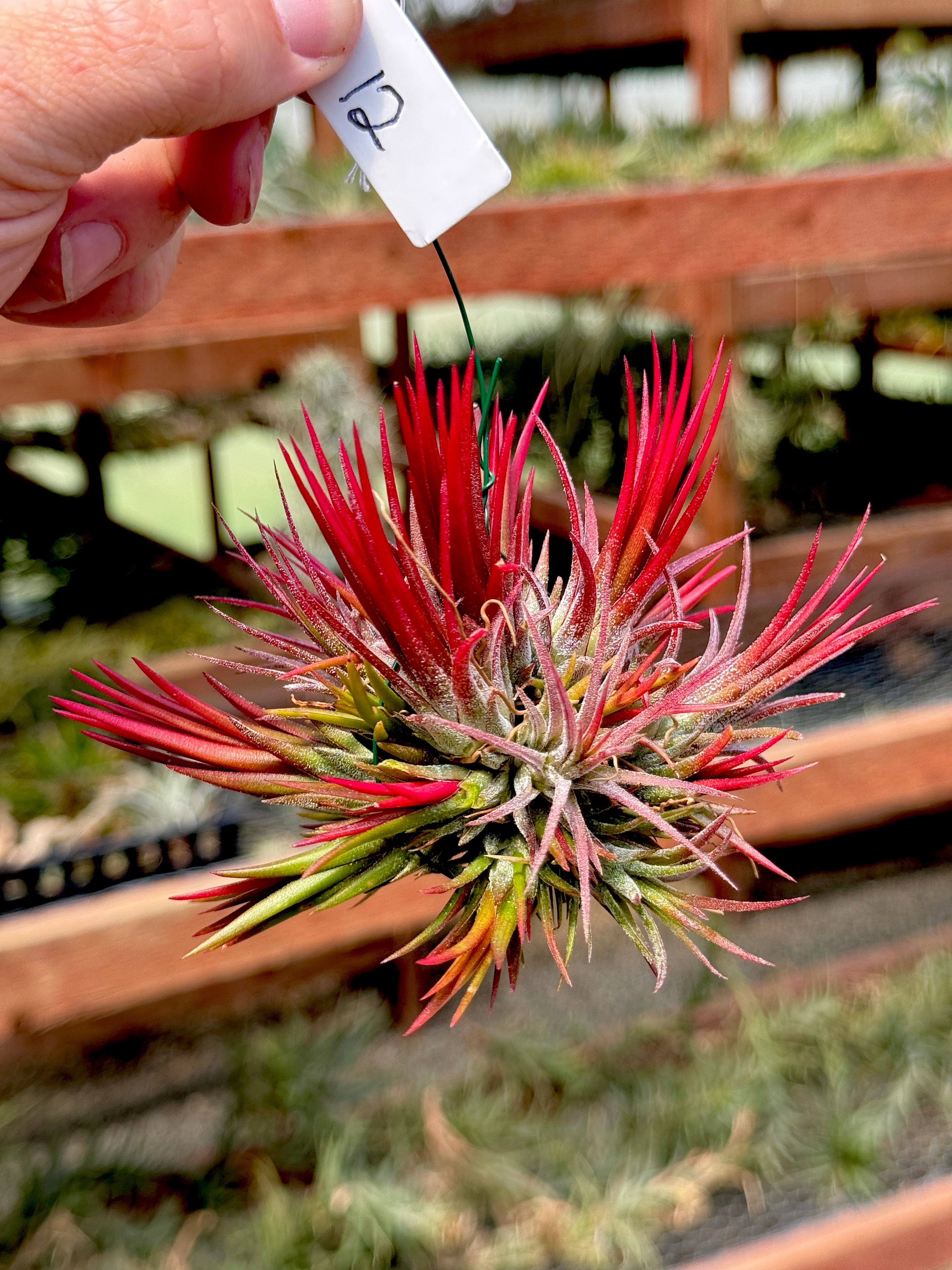 コレクターズスペシャル(2018/11/23更新) – Air Plant Hub