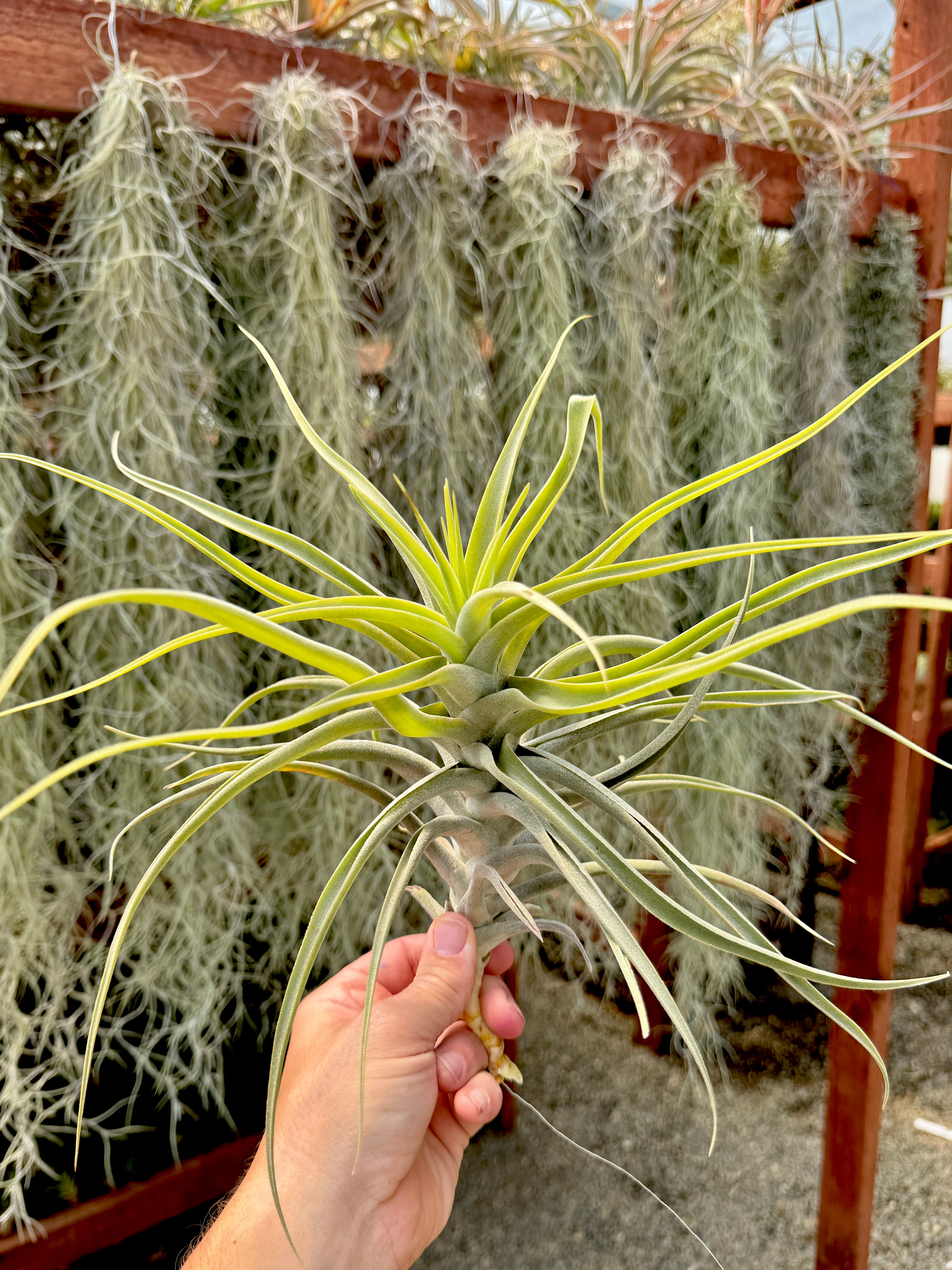 Straminea XL