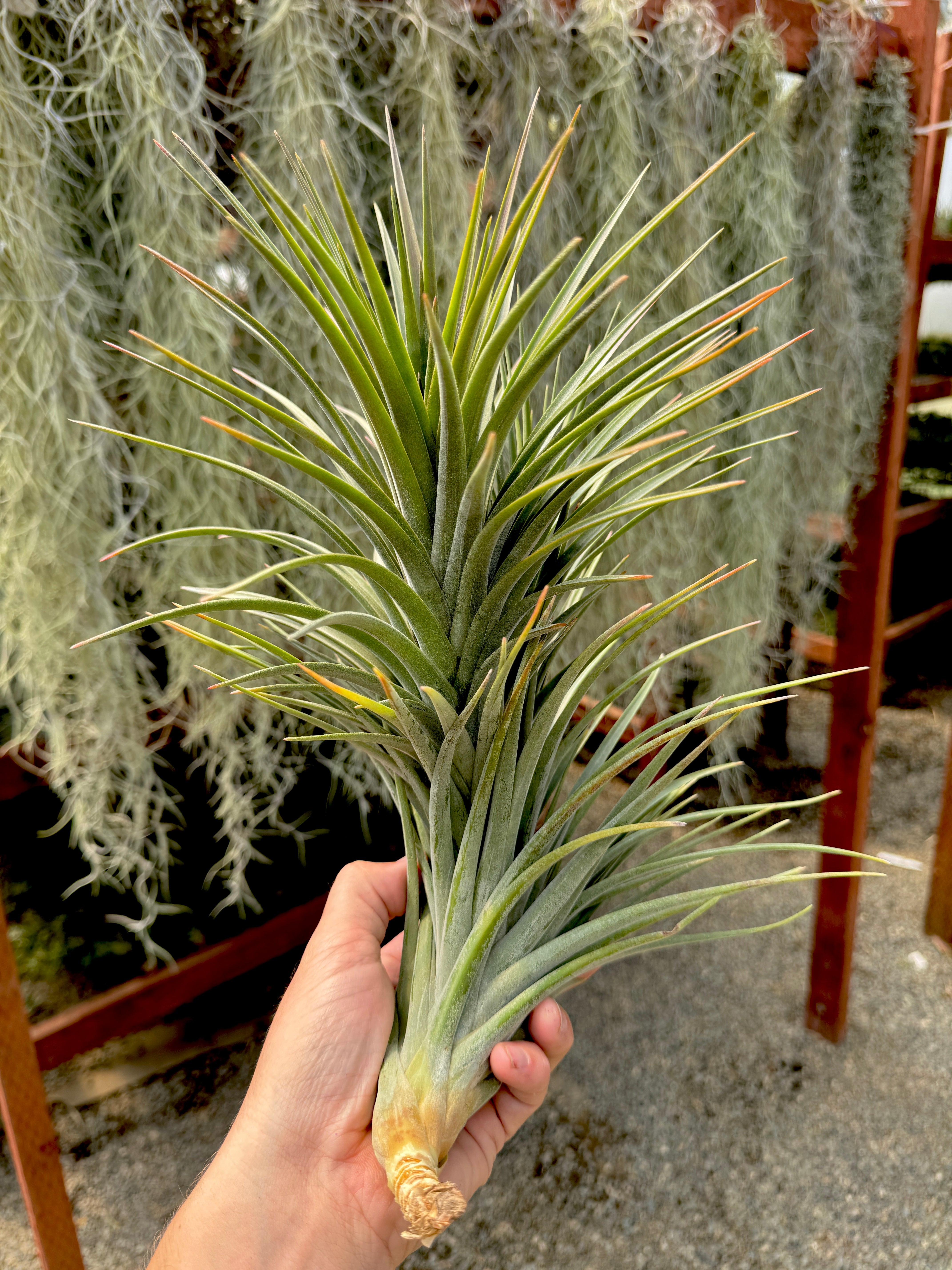 コレクターズスペシャル(2018/11/23更新) – Air Plant Hub