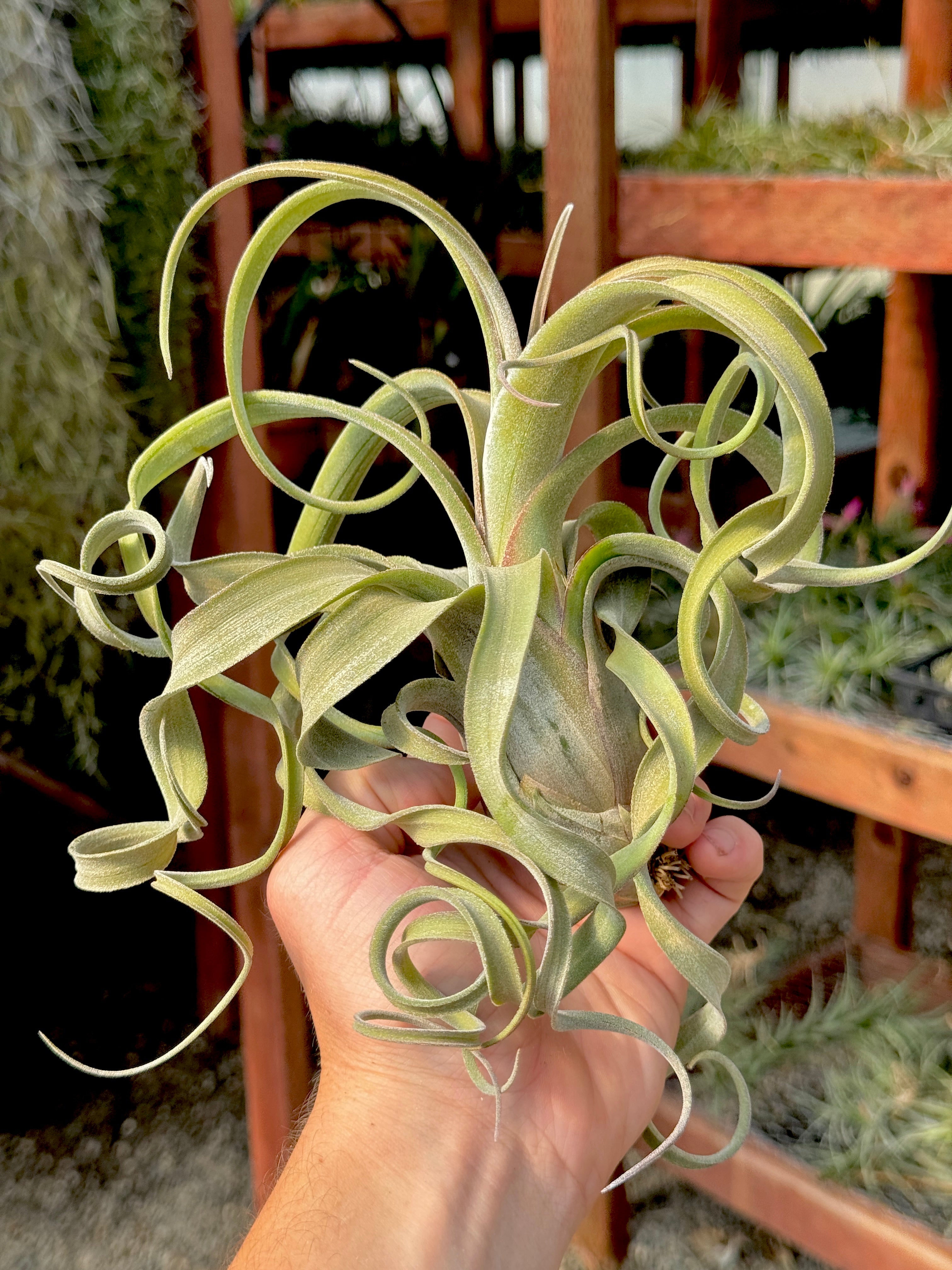 El Guapo <br> (Streptophylla x Caput medusae) <br> *IN BUD*