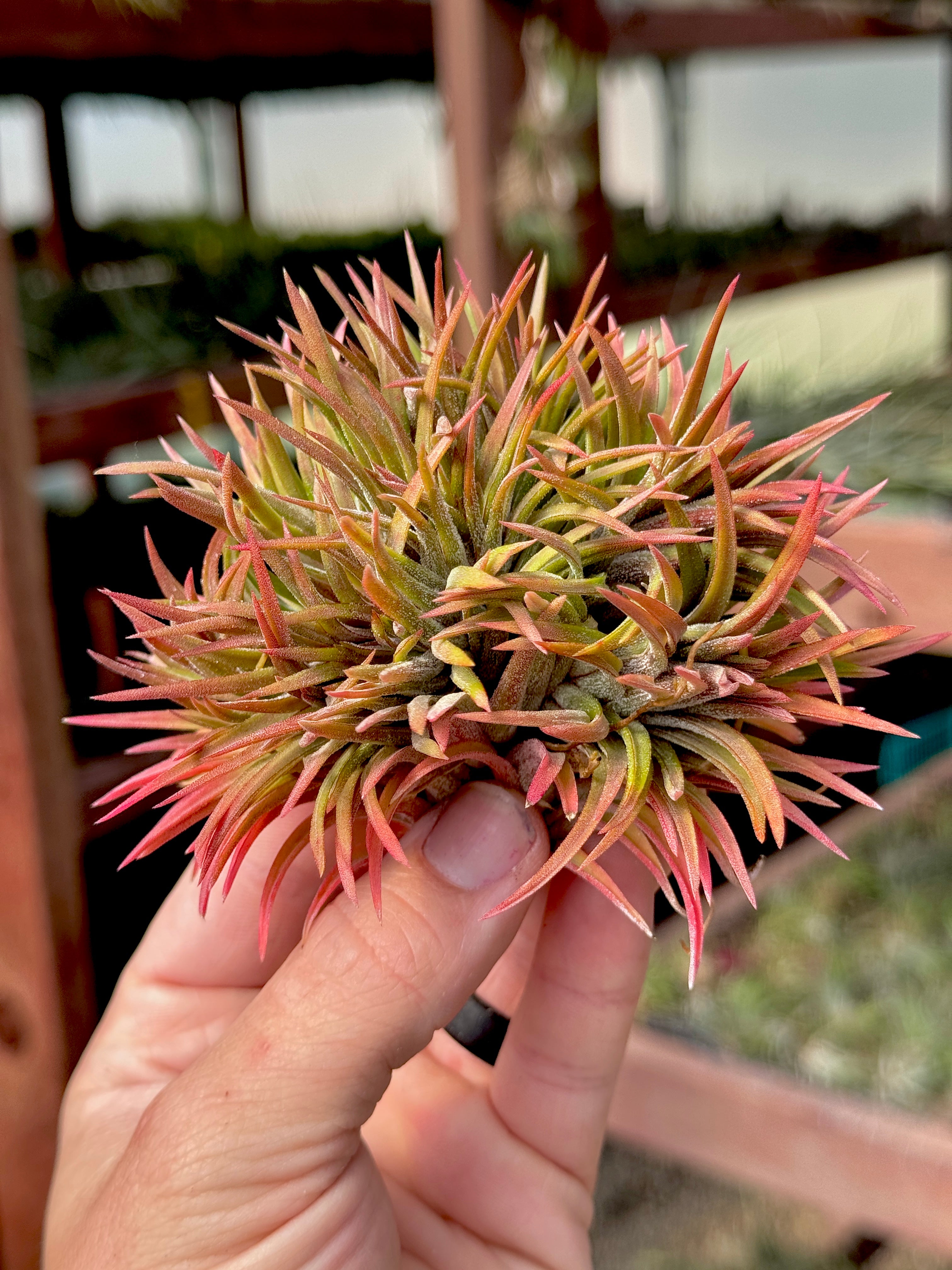 コレクターズスペシャル(2018/11/23更新) – Air Plant Hub