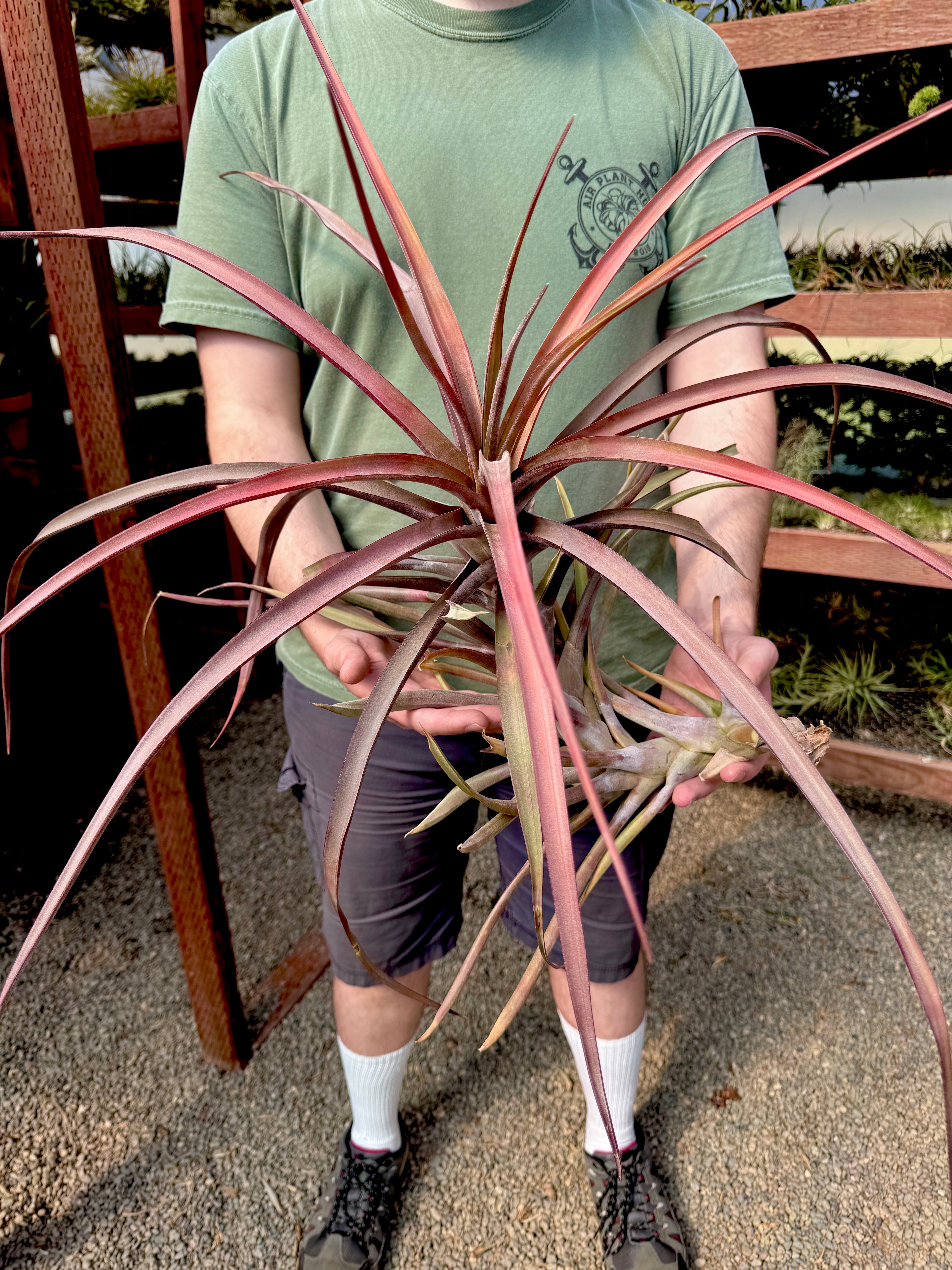 Novakii Giant <br> (Exact Plant Pictured!)