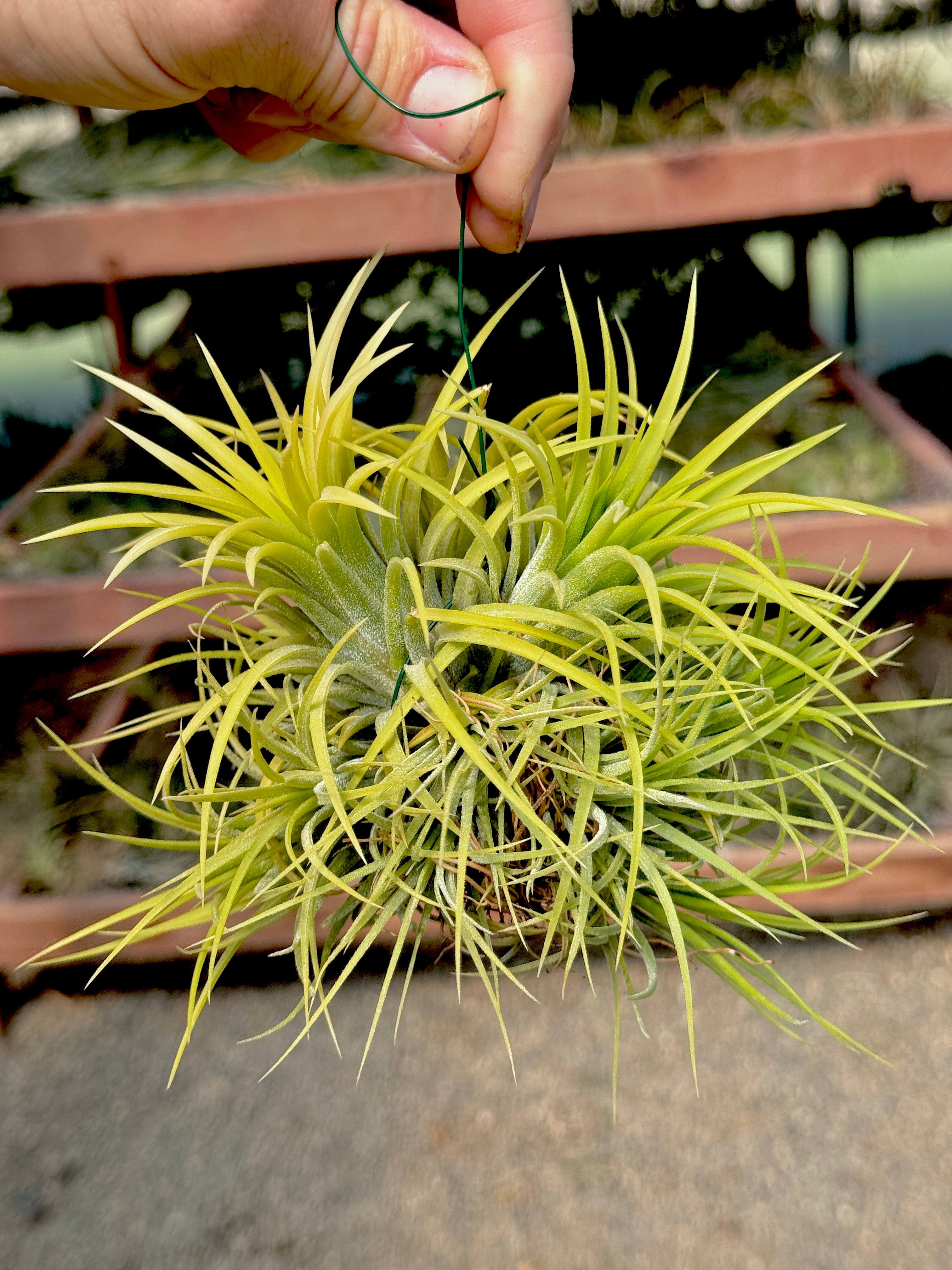 Ionantha Hanging Specimen APH TOP PICKS (NEW Plants Added 5/23/26)