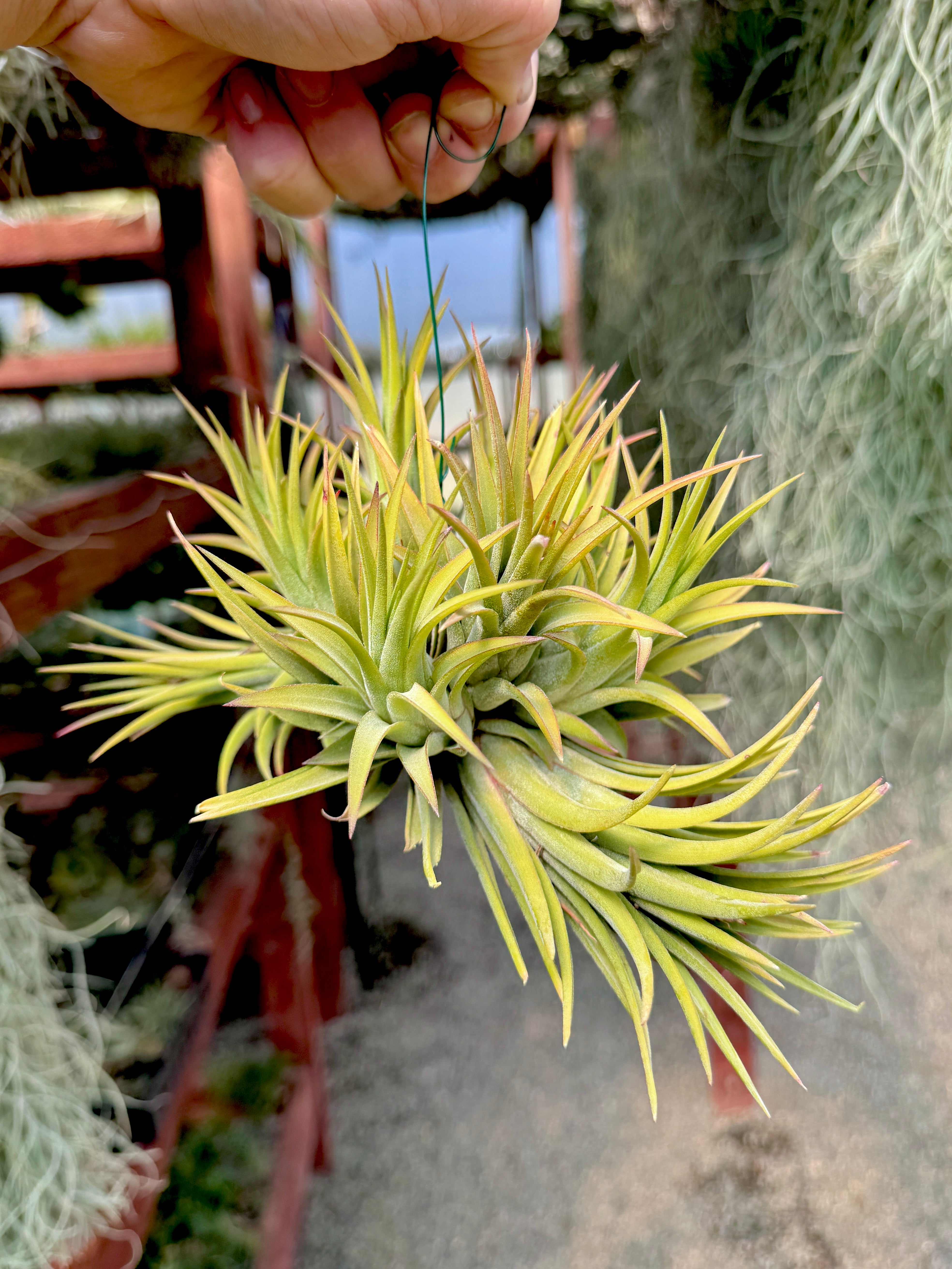 Ionantha Hanging Specimen APH TOP PICKS (NEW Plants Added 5/23/26)