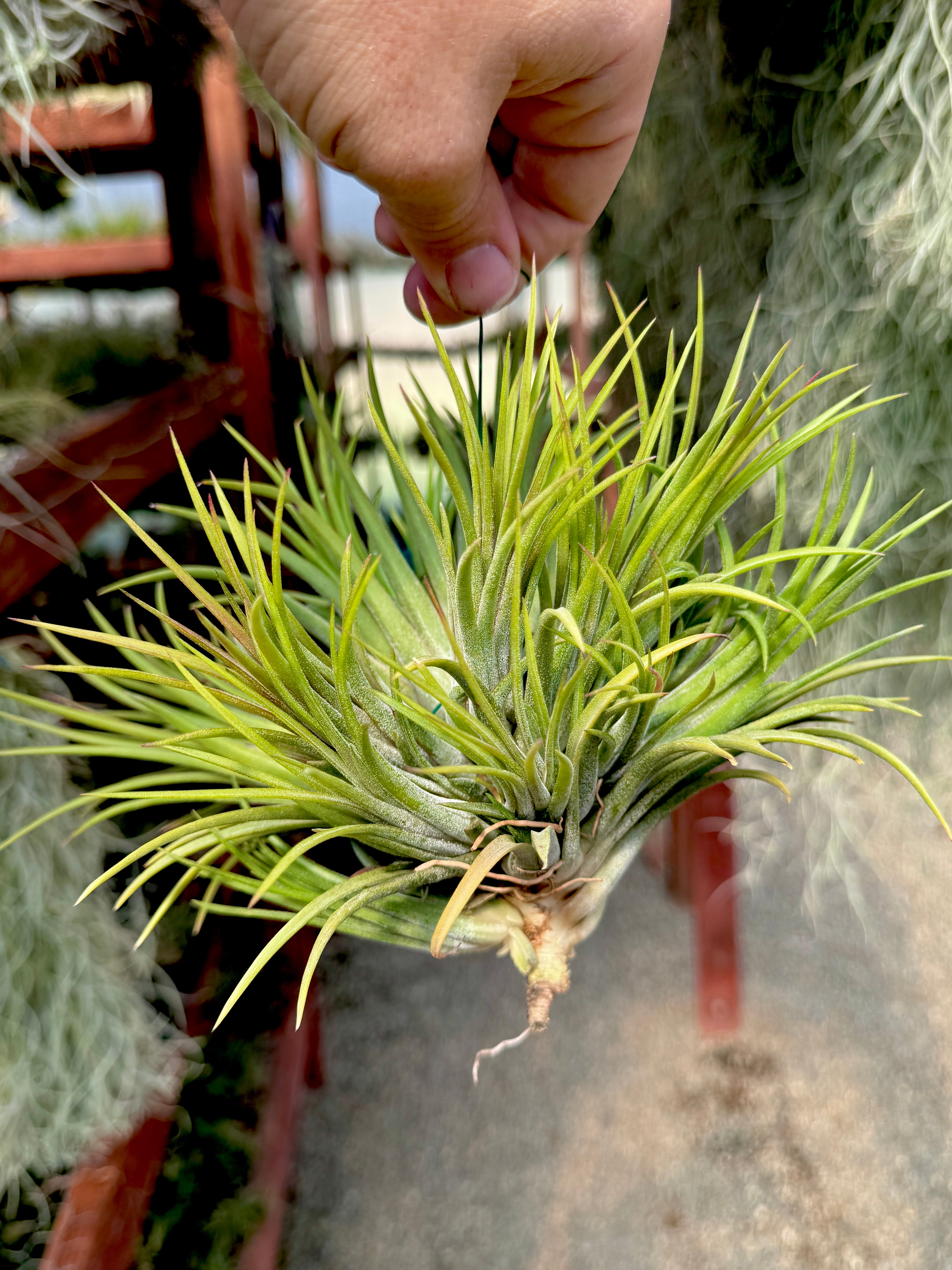 Ionantha Hanging Specimen APH TOP PICKS (NEW Plants Added 5/23/26)