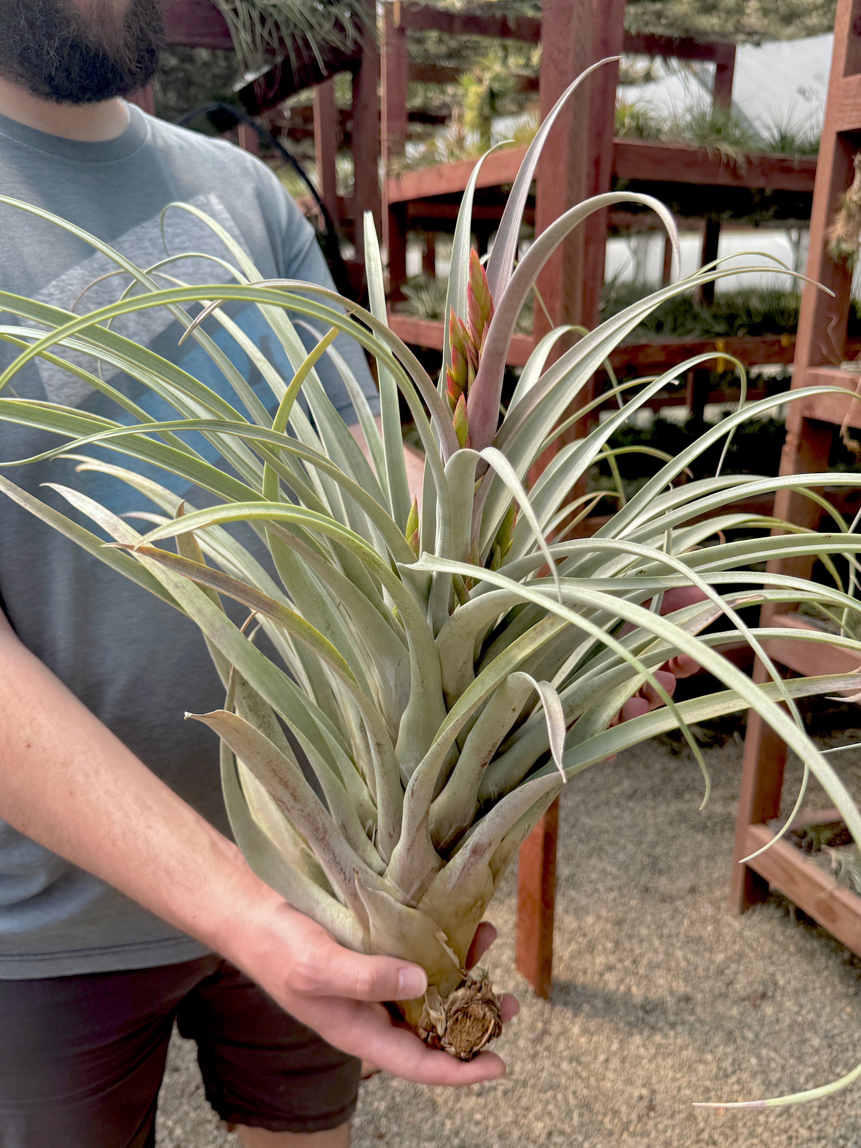 Callichroma XXL <br> (Exact Plant Pictured) <br> *Currently Blooming*