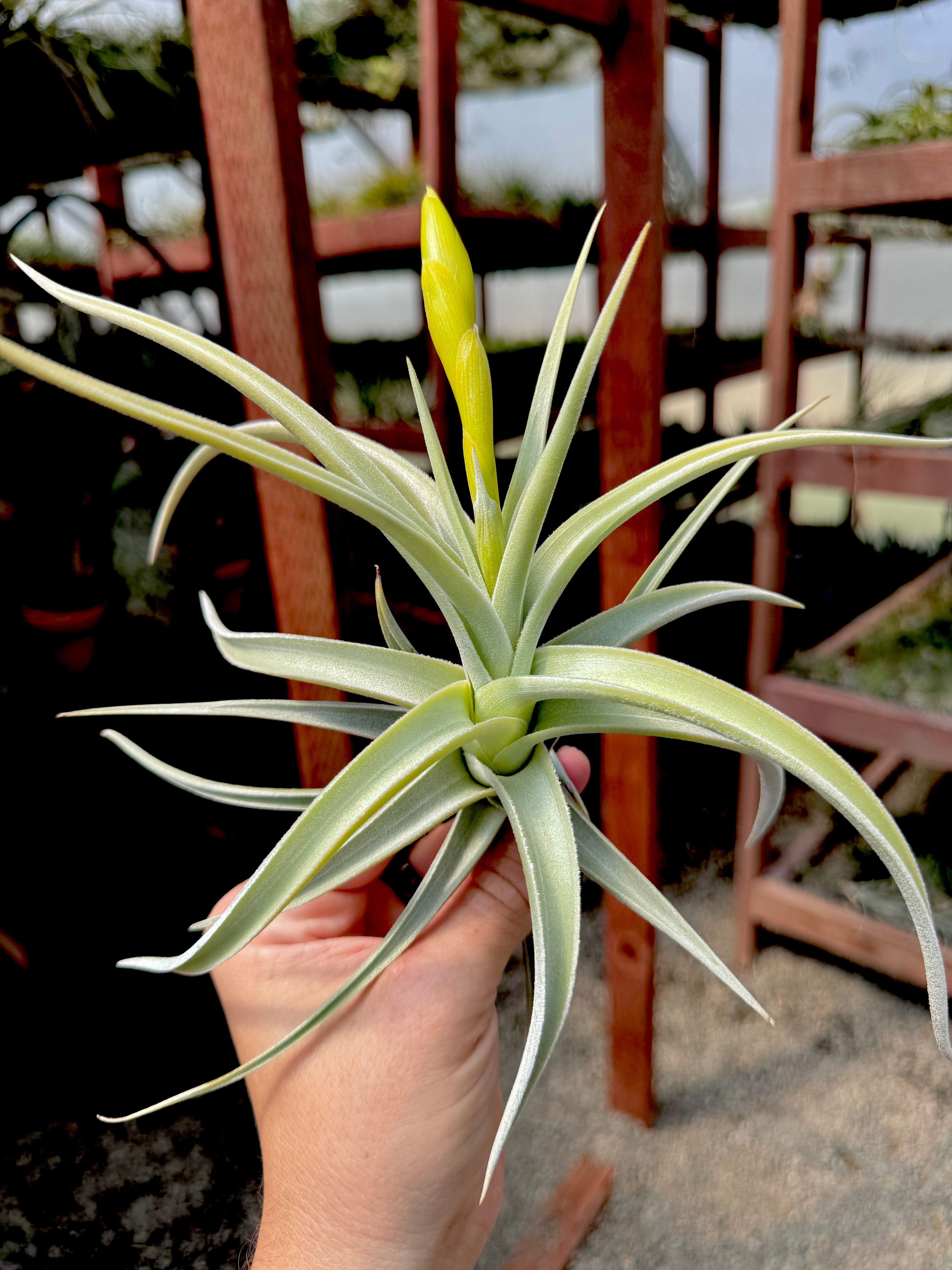 Lotteae Premium XL <br> (Exact Plant Pictured)