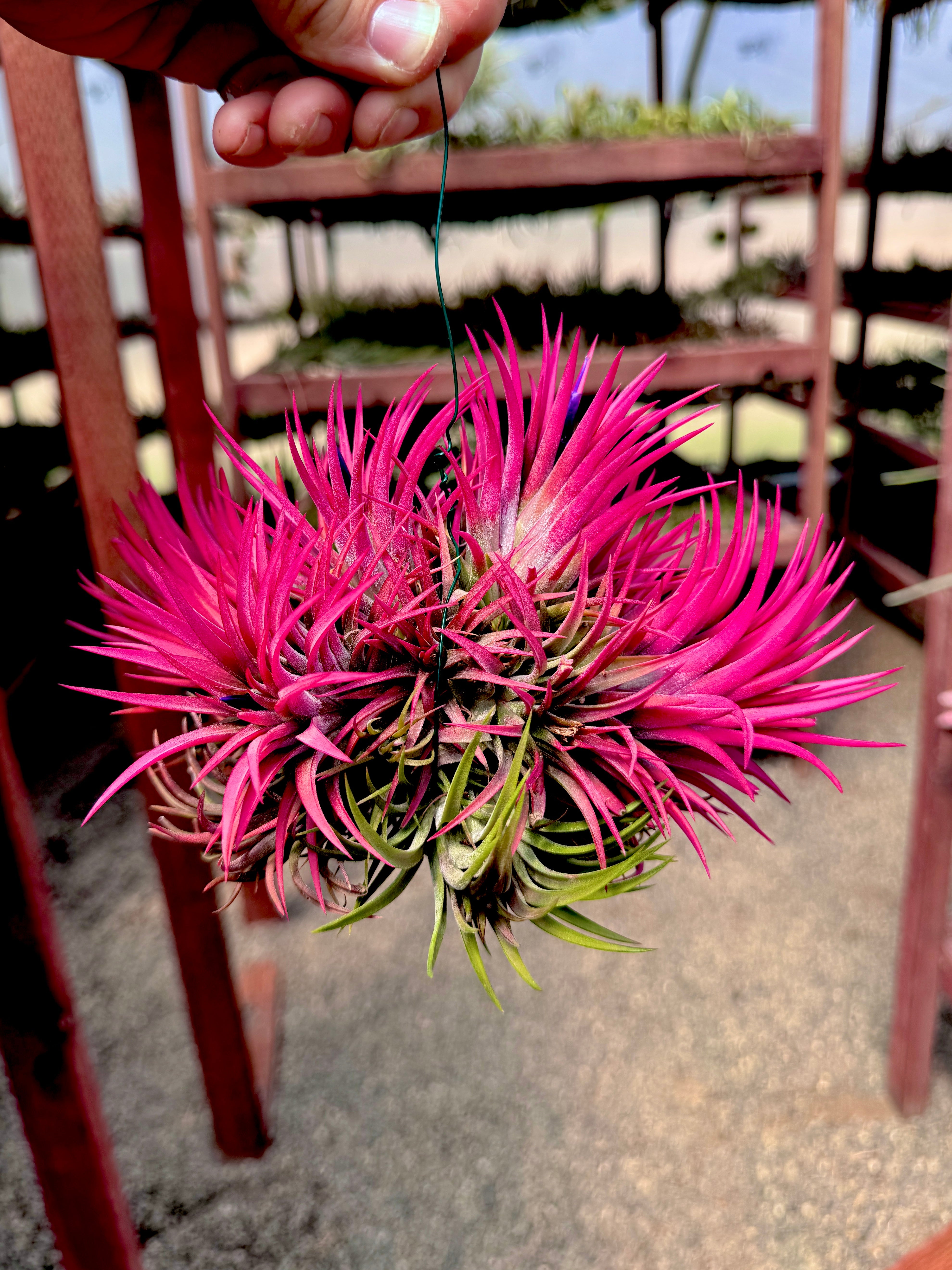コレクターズスペシャル(2018/11/23更新) – Air Plant Hub