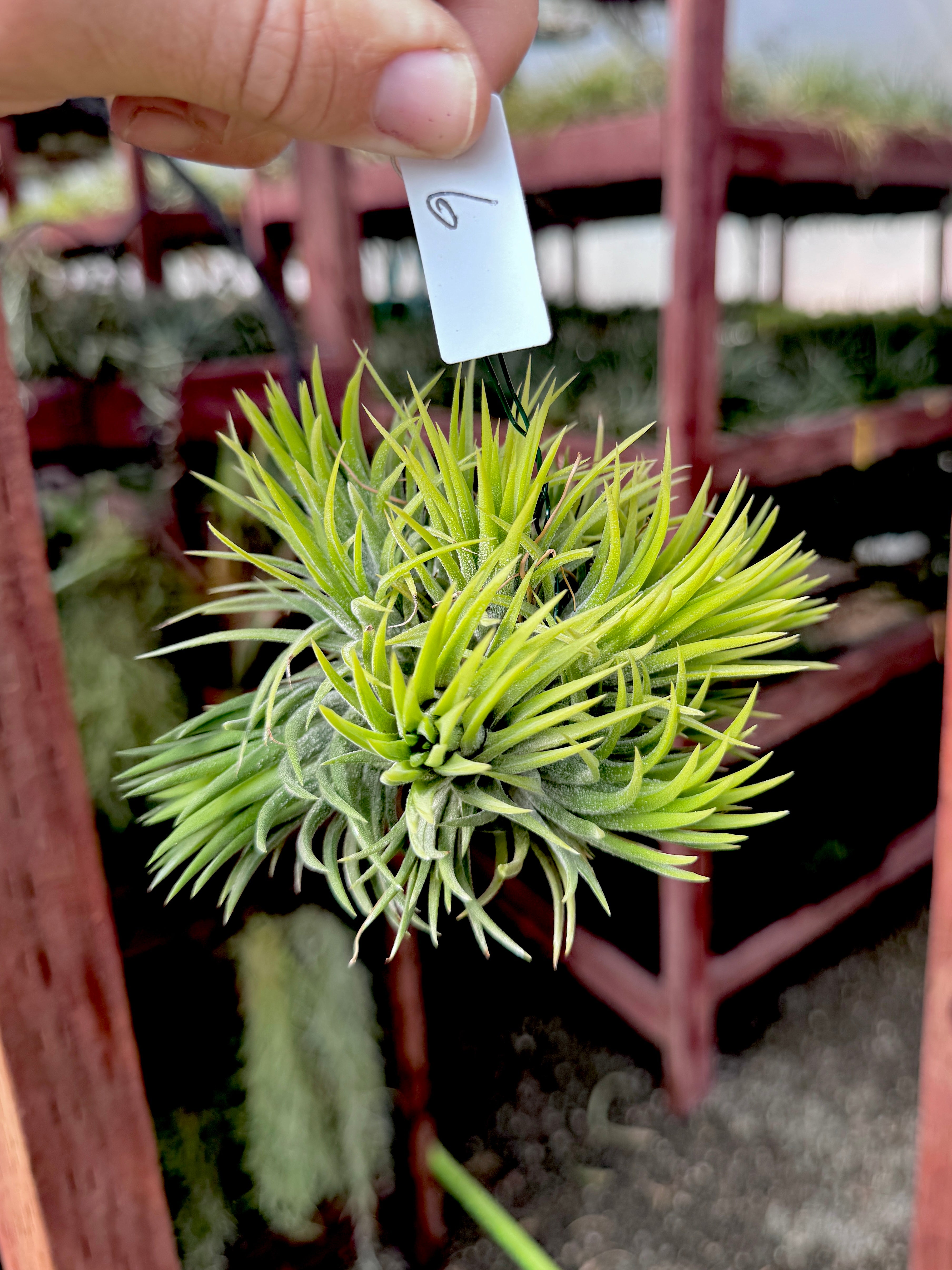 Ionantha Hanging Specimen <br> *APH TOP PICKS* <br> (NEW Plants Added 6/04/26)