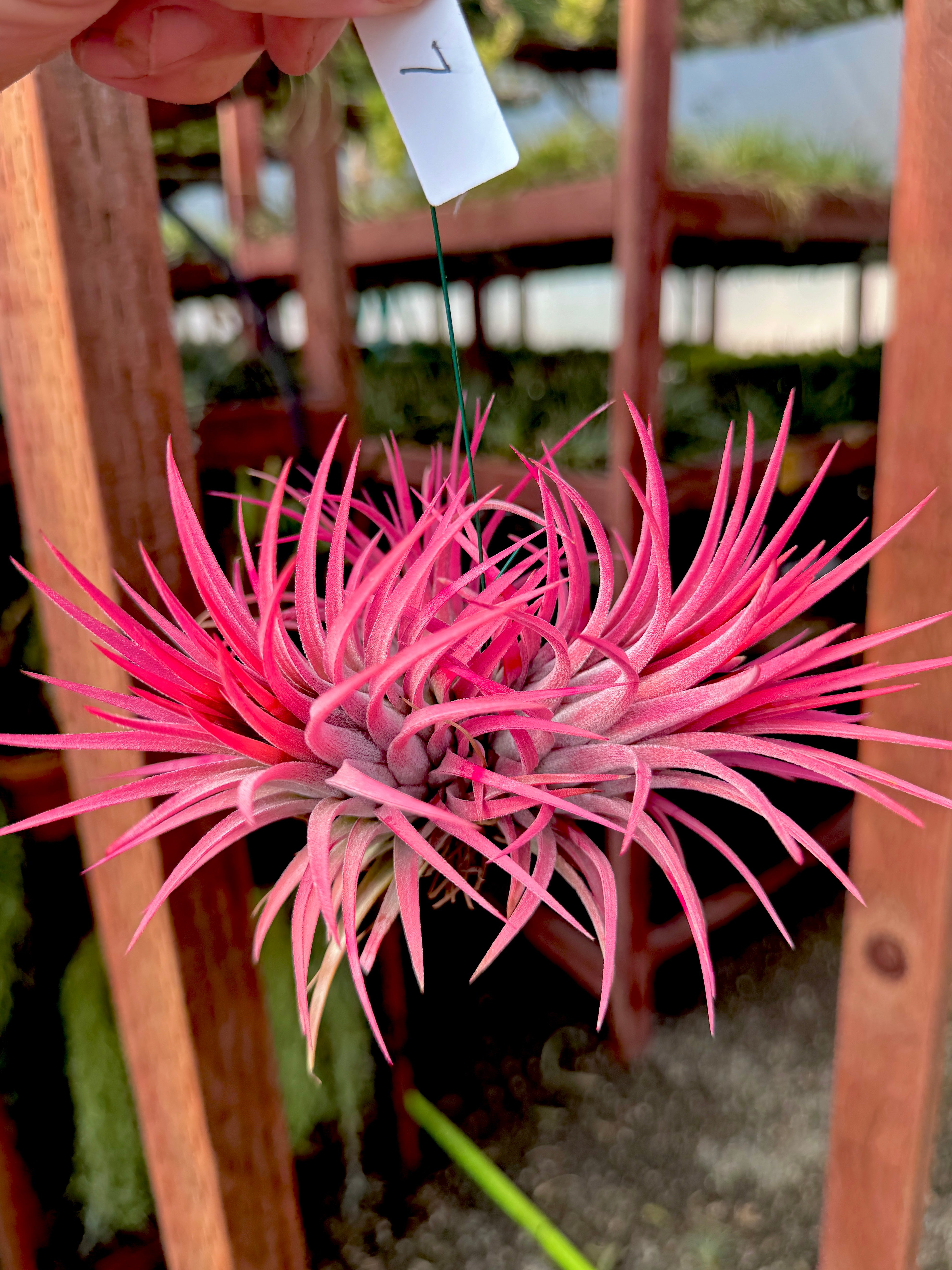 Ionantha Hanging Specimen <br> *APH TOP PICKS* <br> (NEW Plants Added 6/04/26)