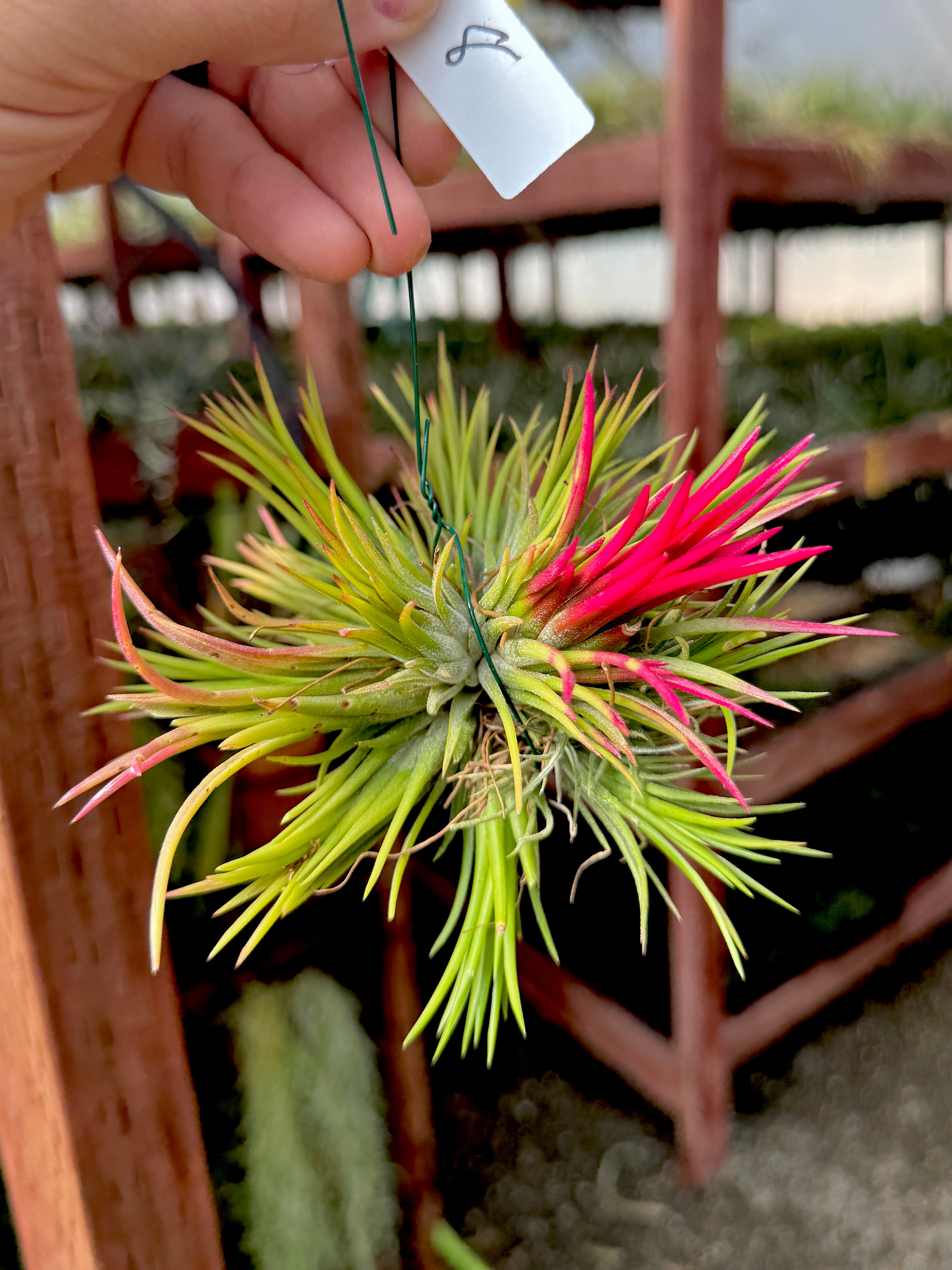 Ionantha Hanging Specimen <br> *APH TOP PICKS* <br> (NEW Plants Added 6/04/26)