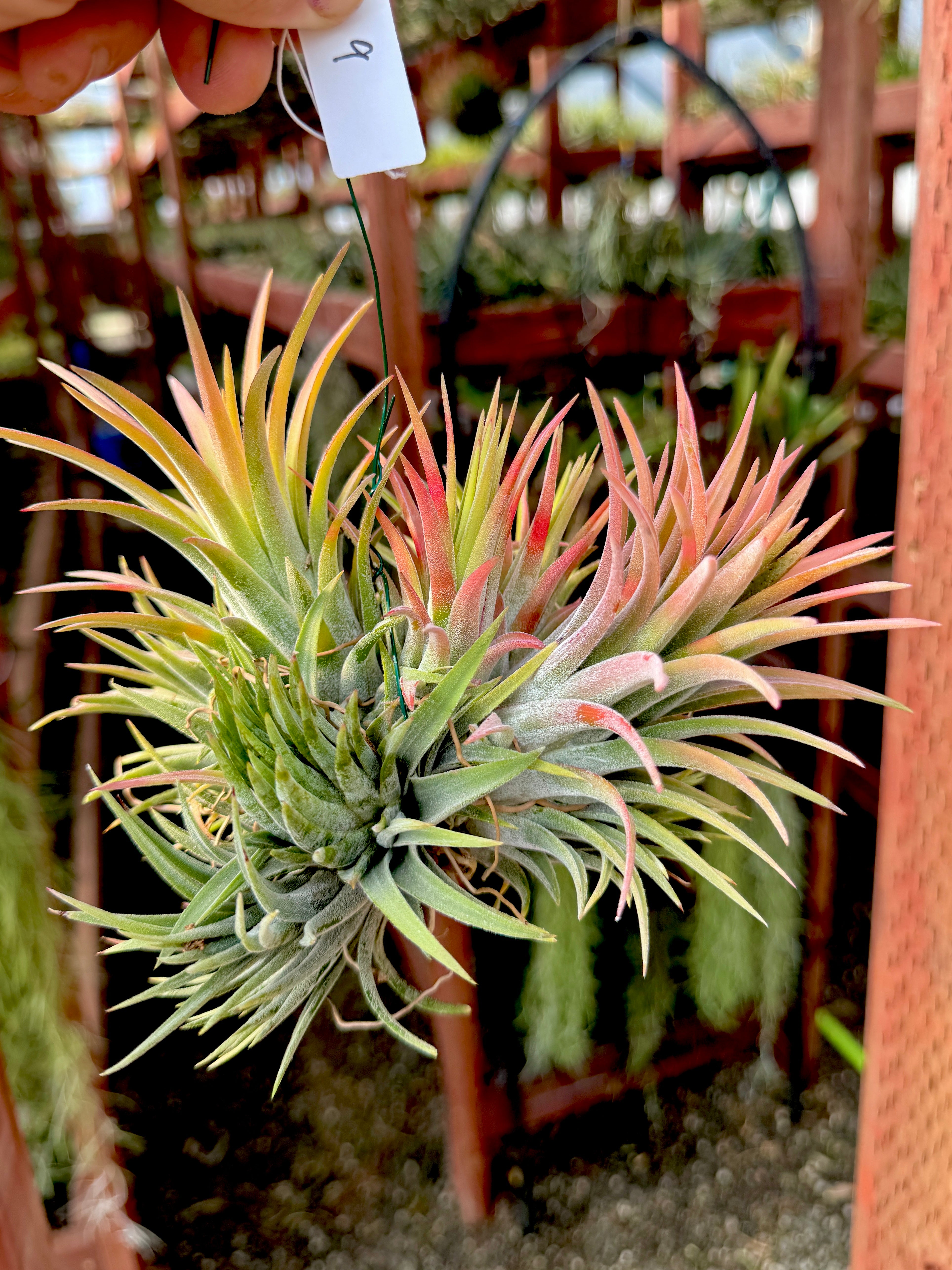 Ionantha Hanging Specimen <br> *APH TOP PICKS* <br> (NEW Plants Added 6/04/26)