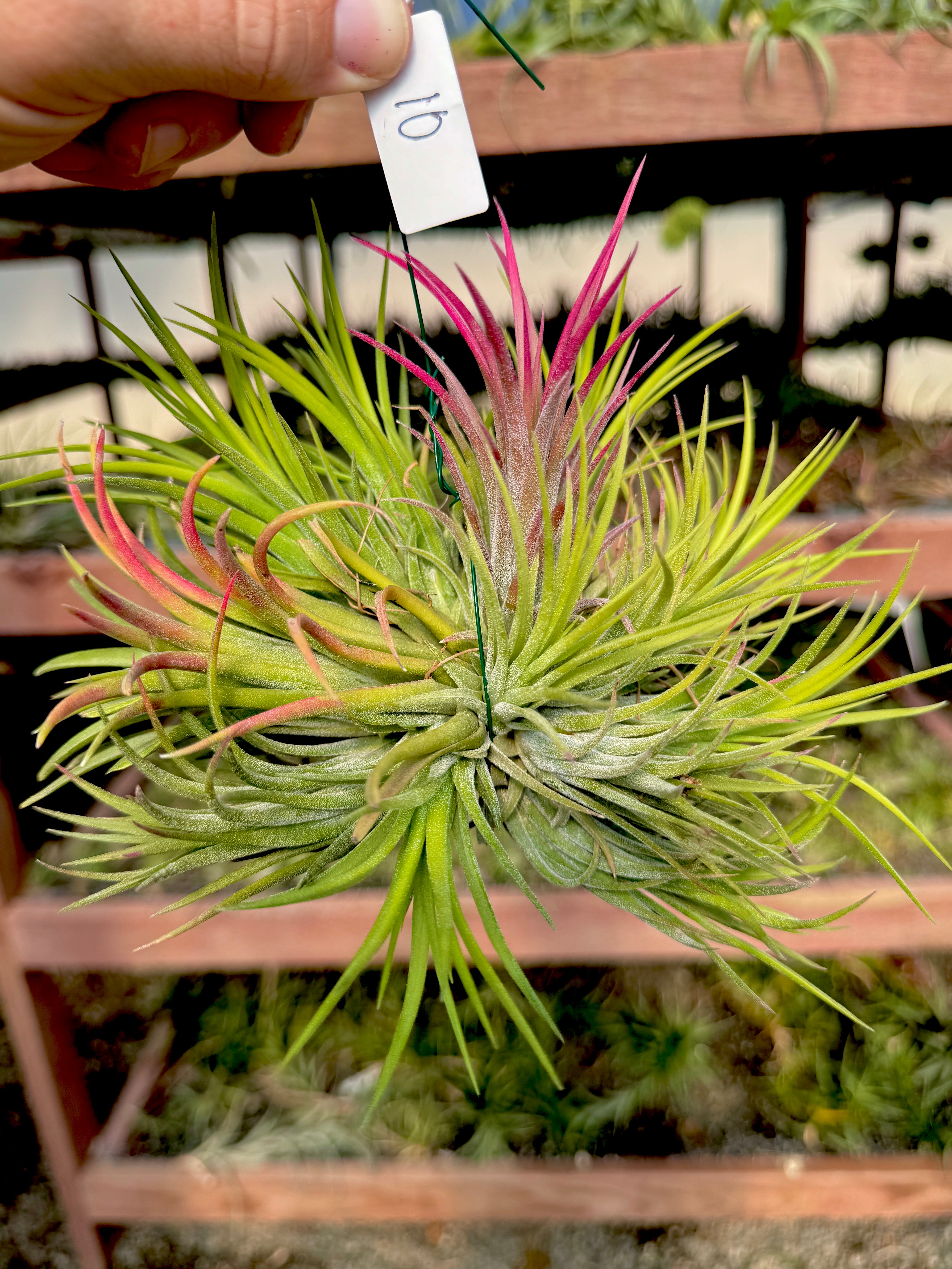 Ionantha Hanging Specimen <br> *APH TOP PICKS* <br> (NEW Plants Added 6/04/26)