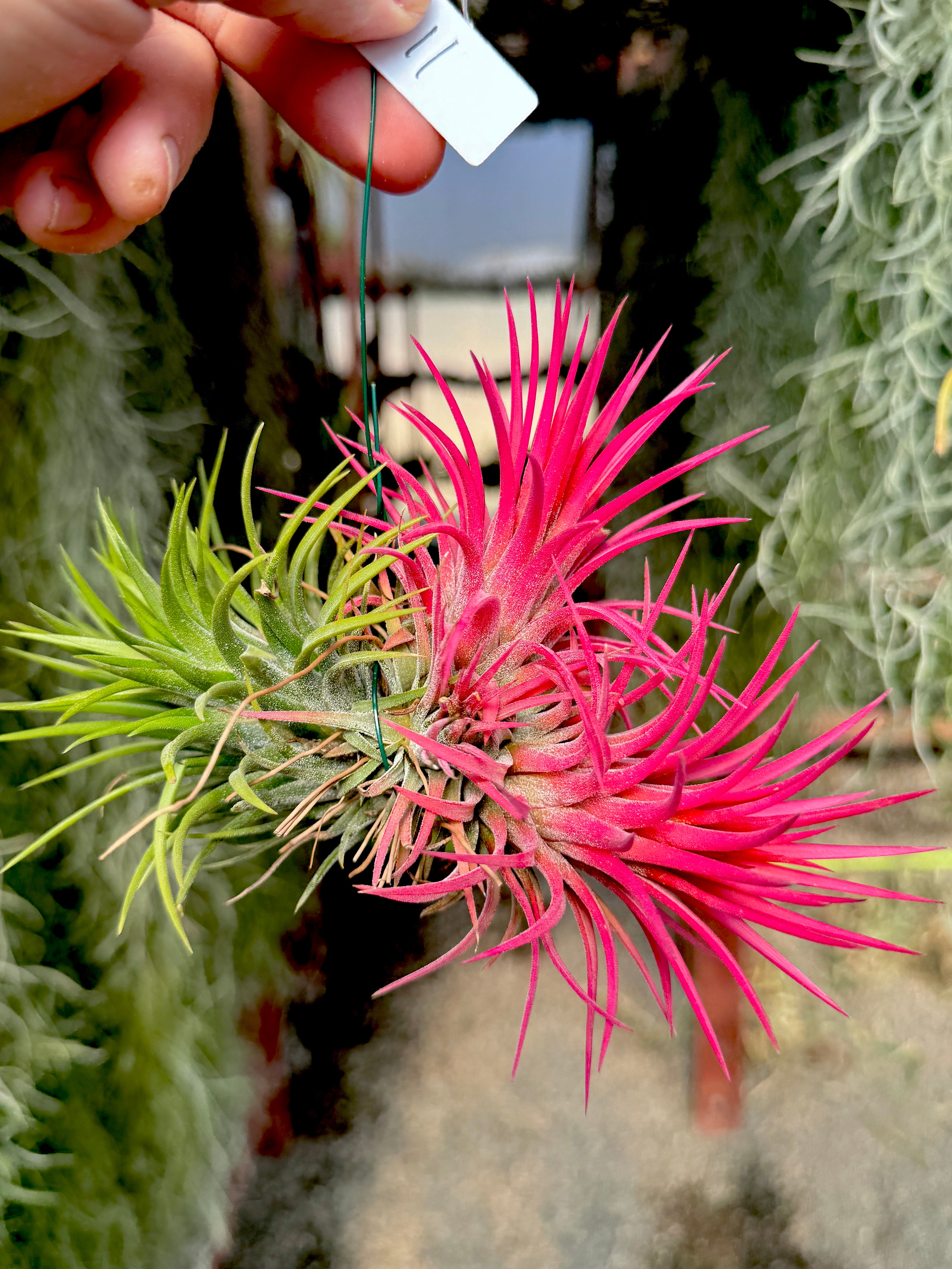 Ionantha Hanging Specimen <br> *APH TOP PICKS* <br> (NEW Plants Added 6/04/26)