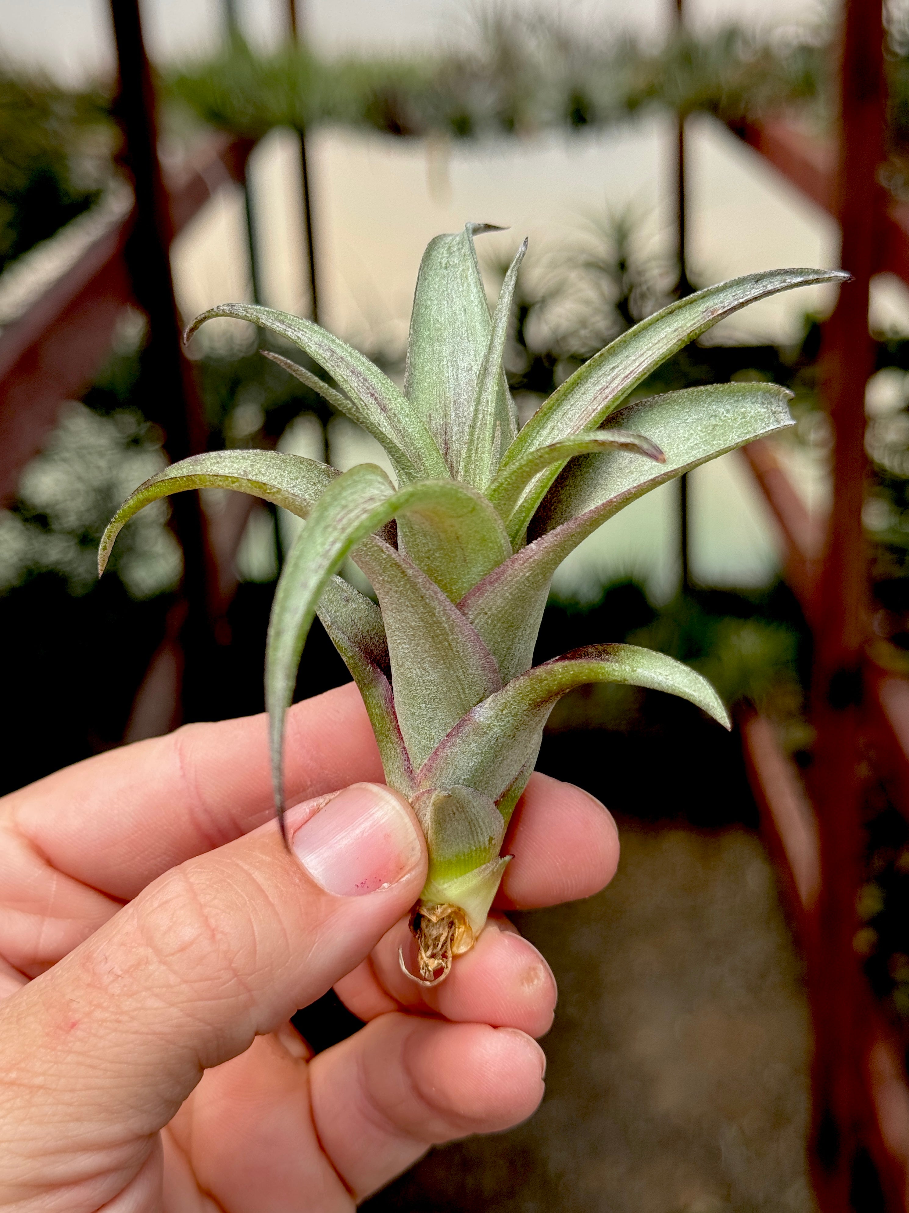 Curly Slim x Twisted Tim – Air Plant Hub